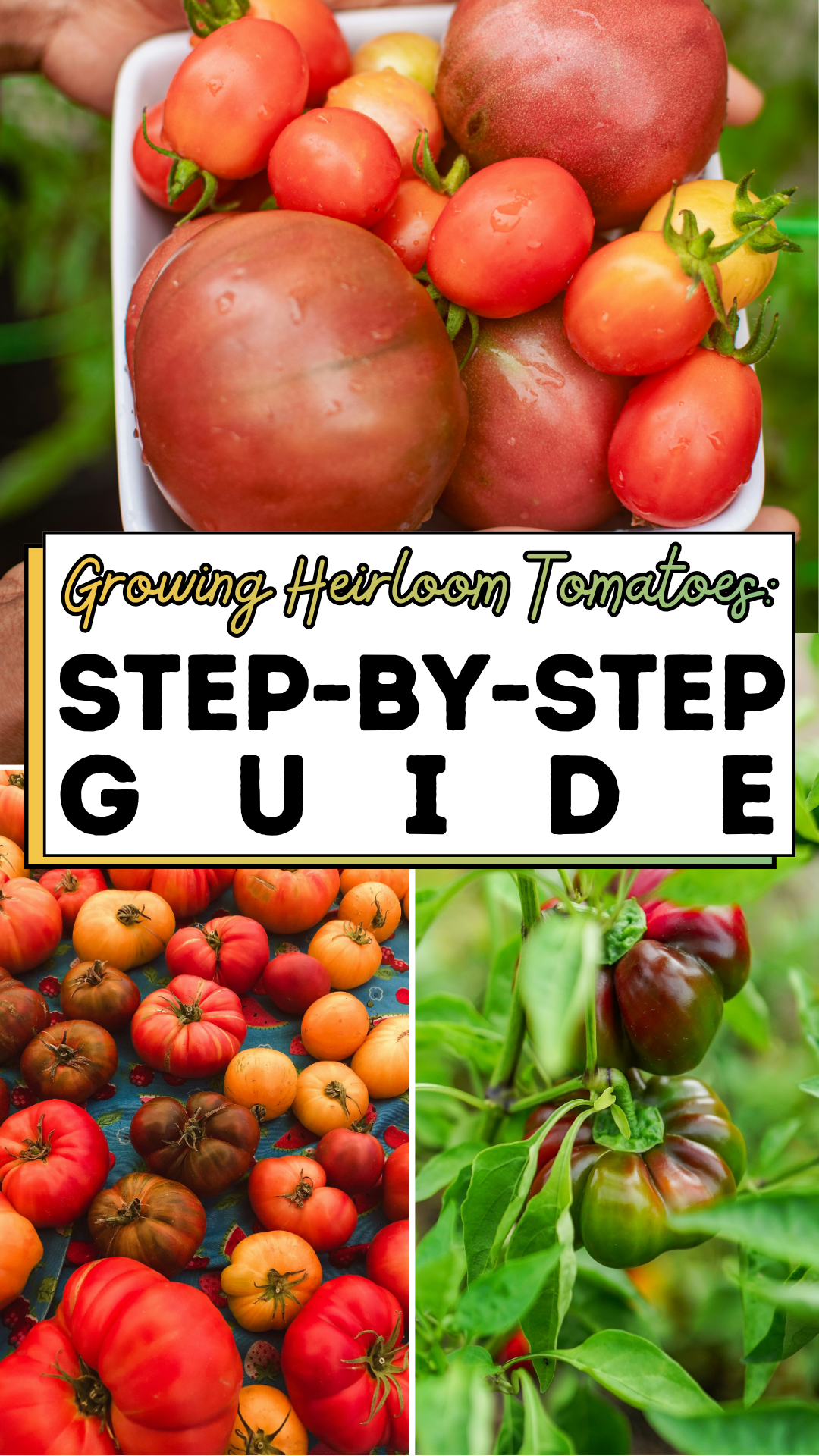 Growing Heirloom Tomatoes: Step-by-Step Guide