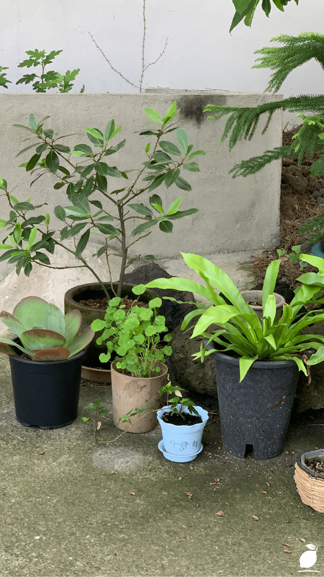 The Best Way To Water Outdoor Potted Plants