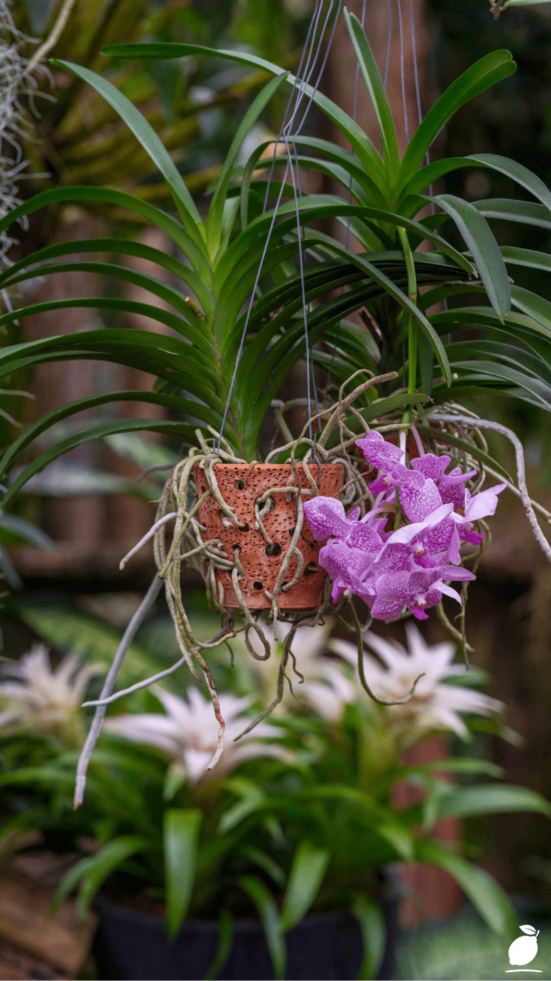 How To Plant a Hanging Basket