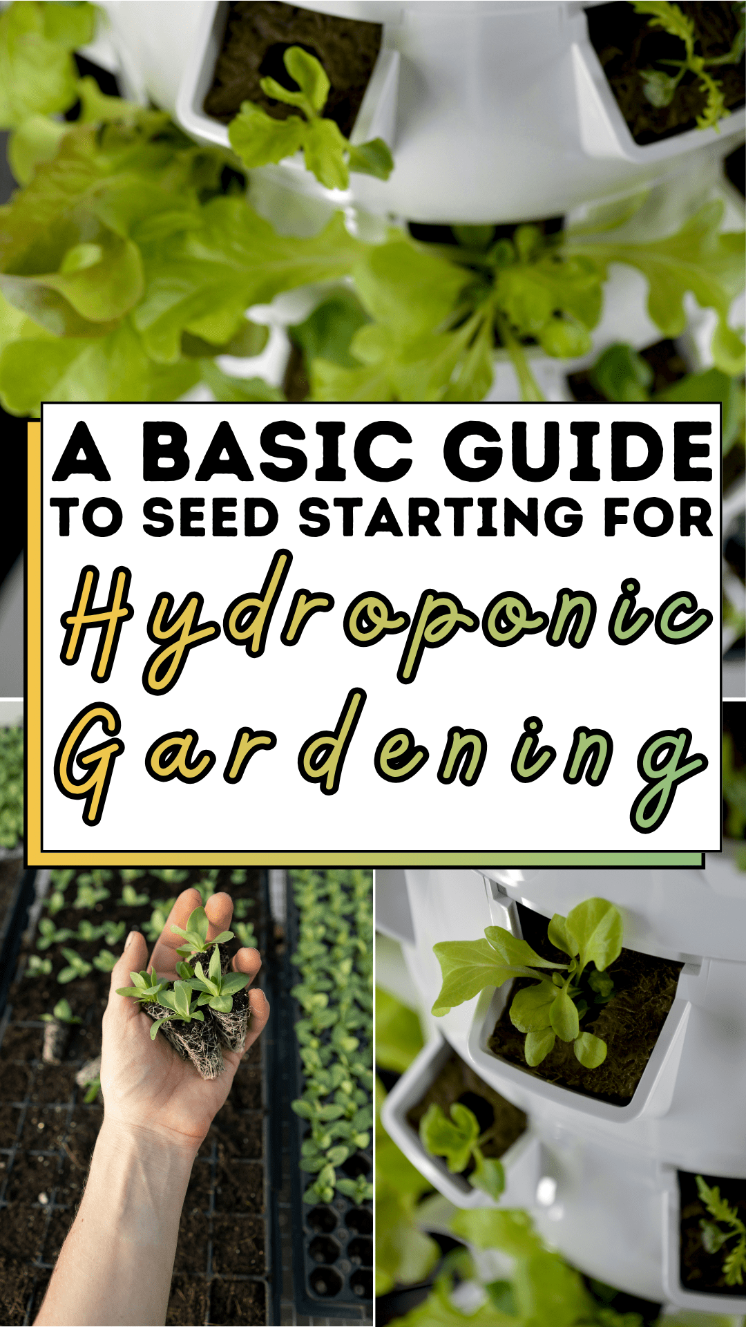 Growing Heirloom Tomatoes: Step-by-Step Guide