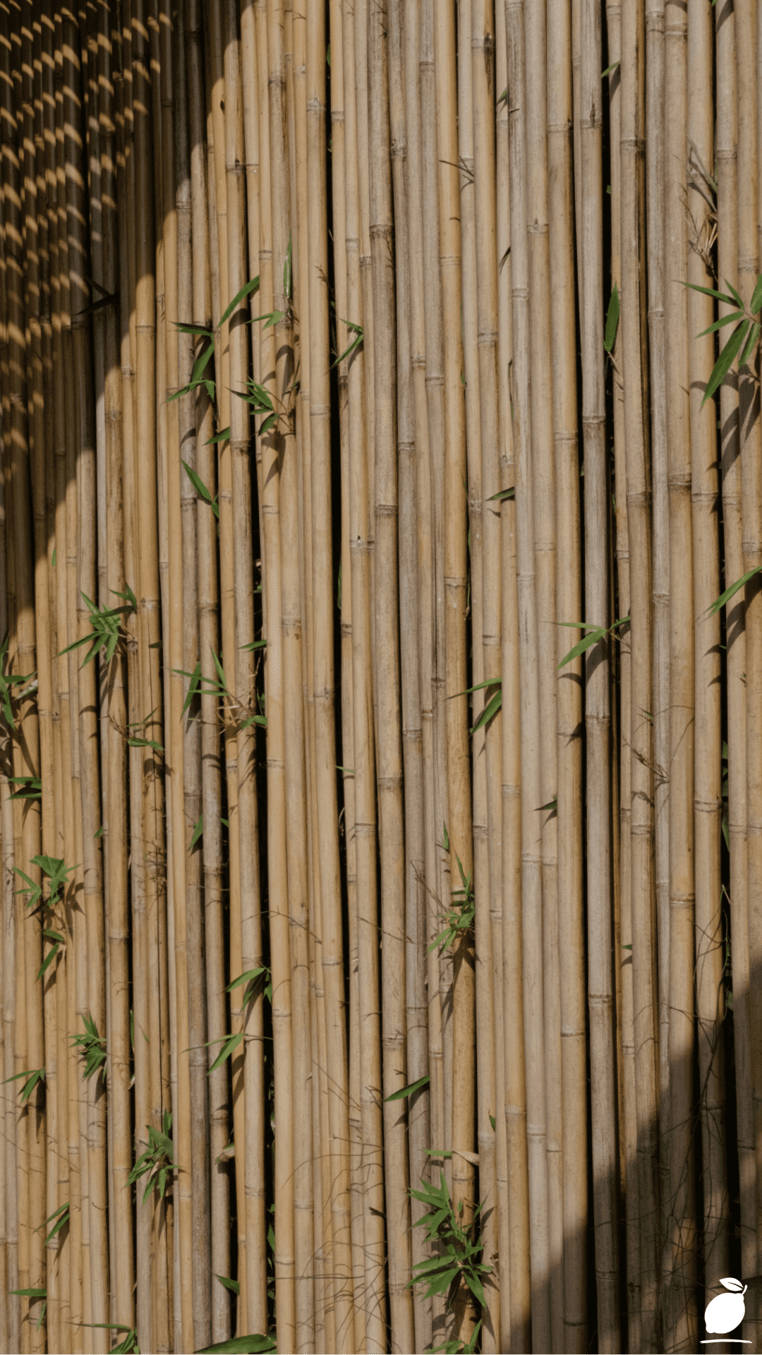 Fast-Growing Plants: Bamboo Privacy Screen and Manicured Garden Path