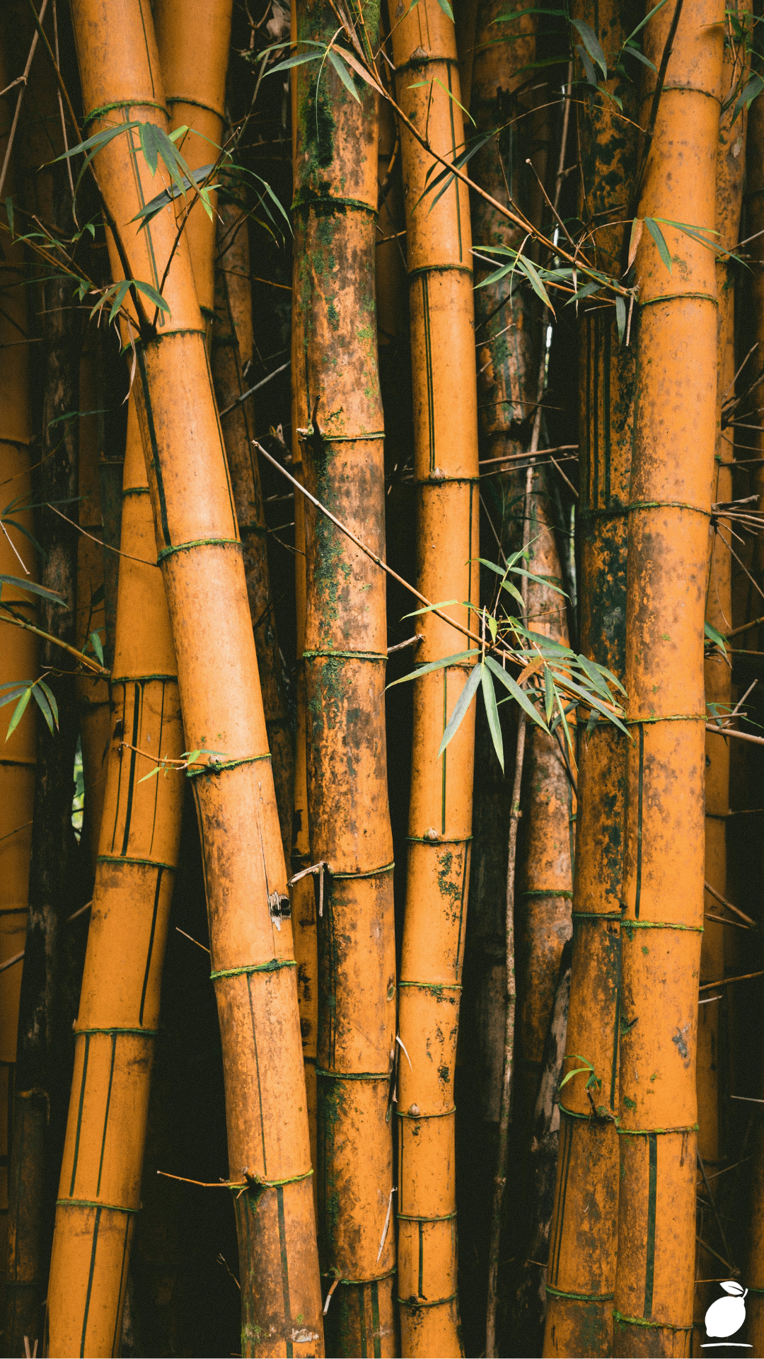 How to Plant, Grow and Care For Bamboo In Your Garden