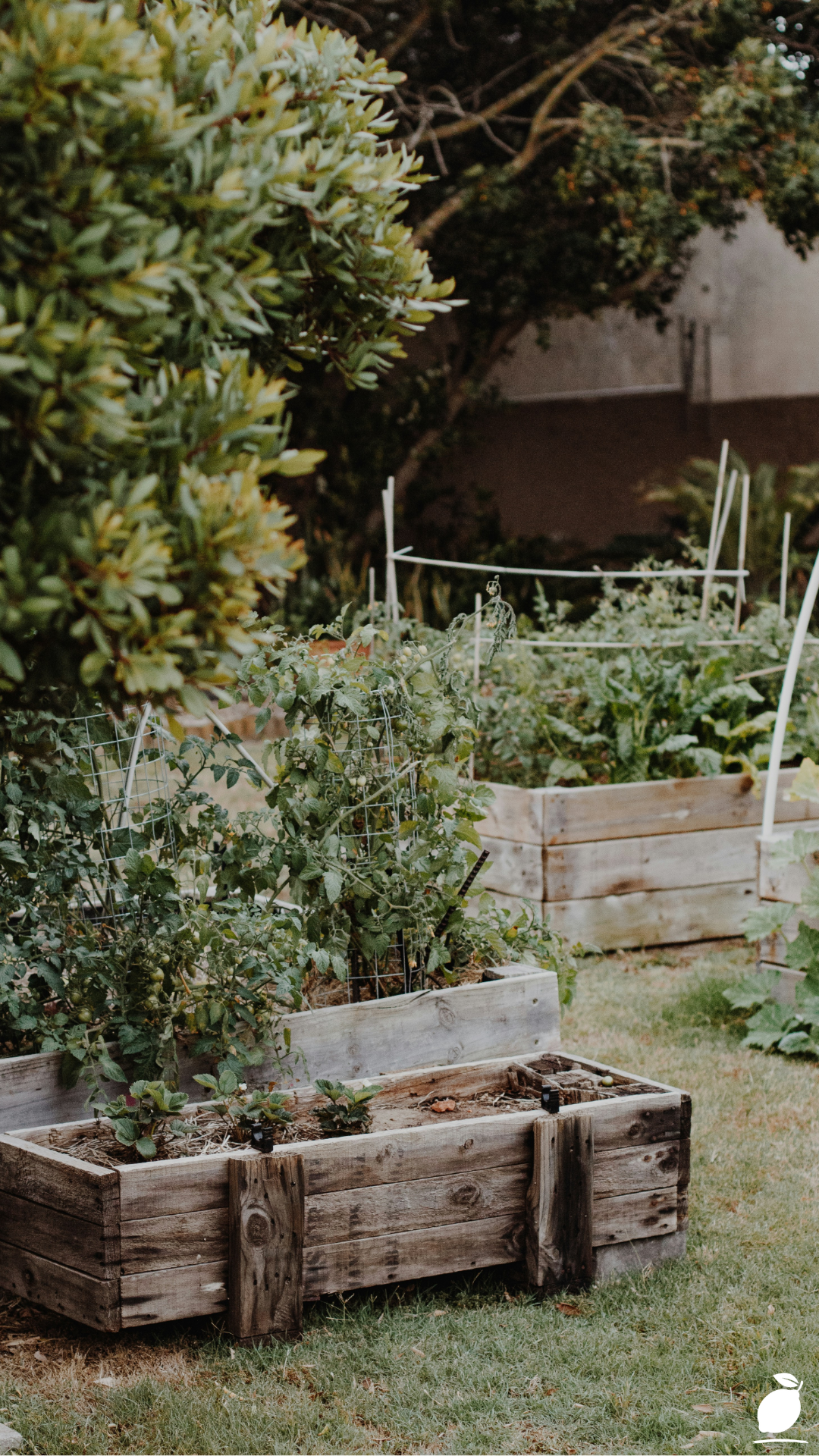Best Vegetables To Grow in Raised Beds
