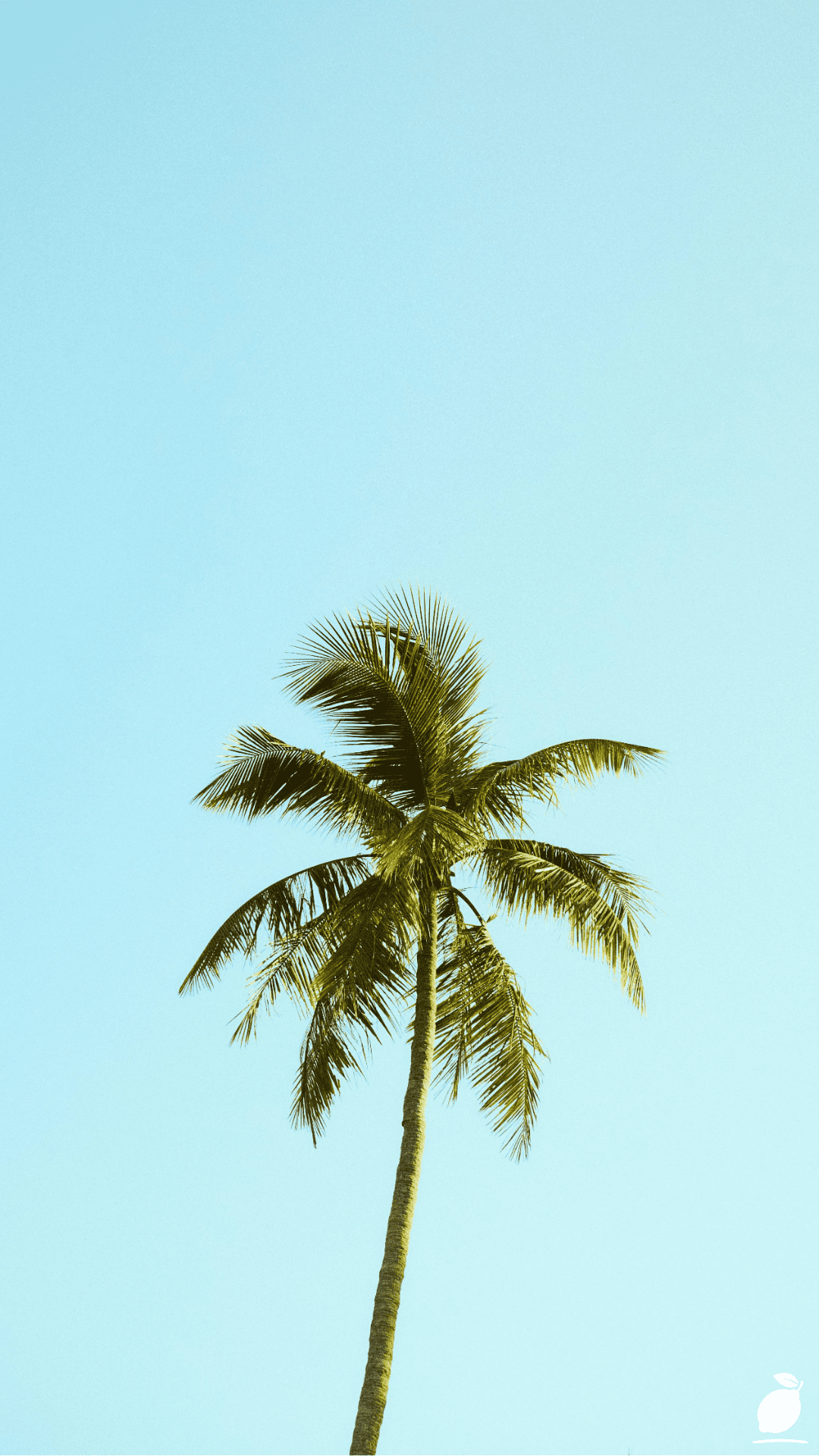 Get The Right Palm Tree For Your Growing Zone as well as The Best For Your Needs