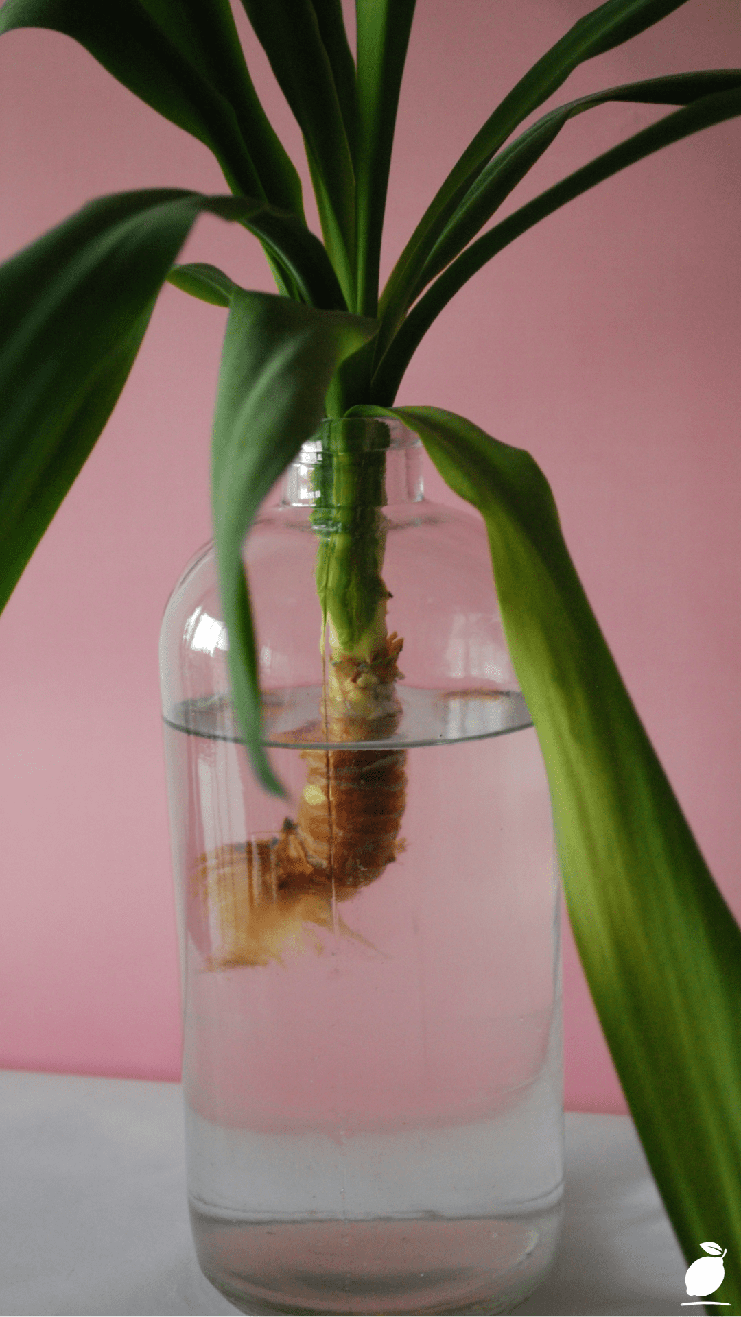 How To Keep Hydroponic Water Clean