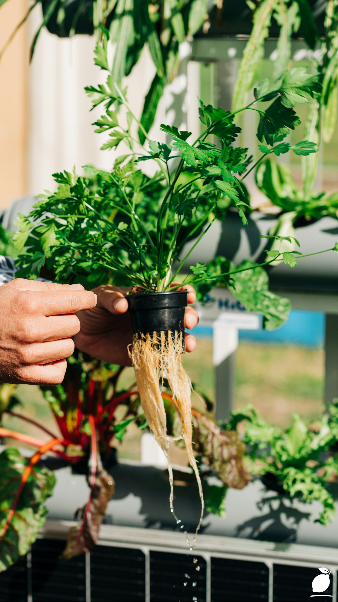 Aquaponics vs Hydroponics (And How To Choose)
