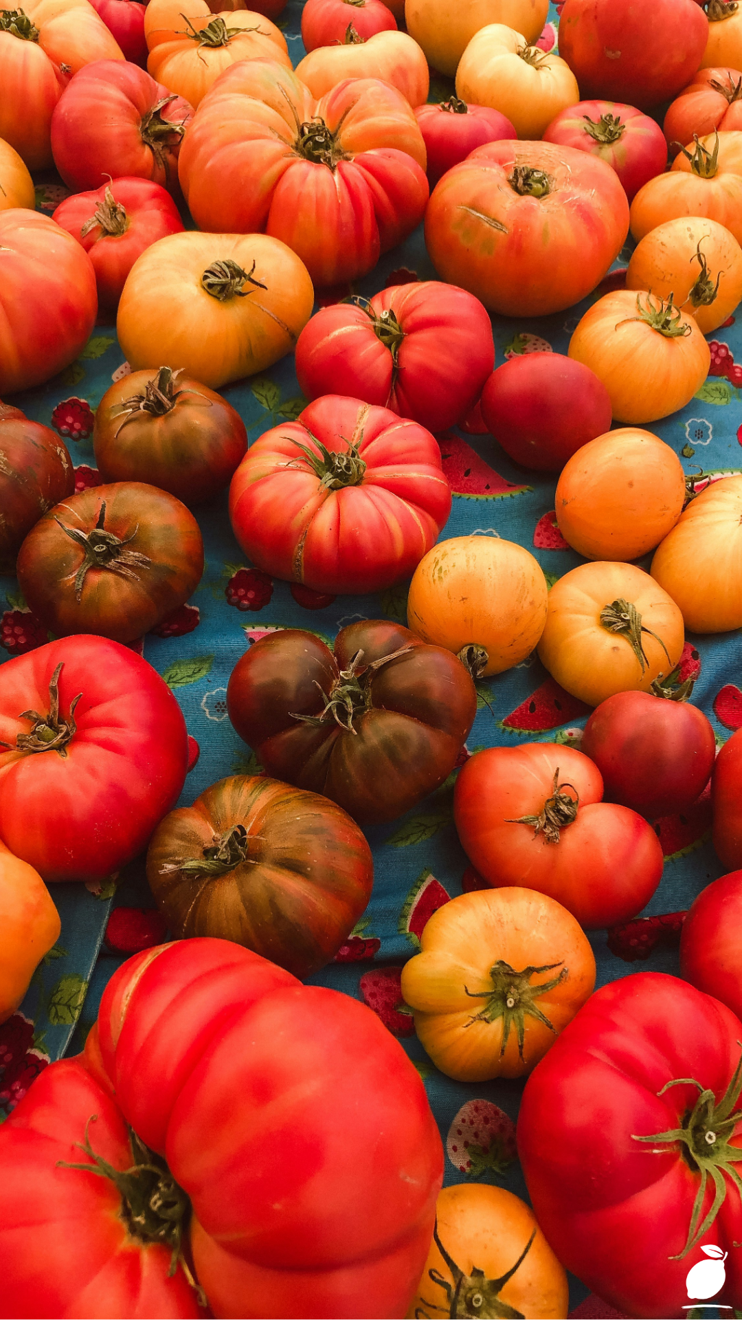 Growing Heirloom Tomatoes: Step-by-Step Guide