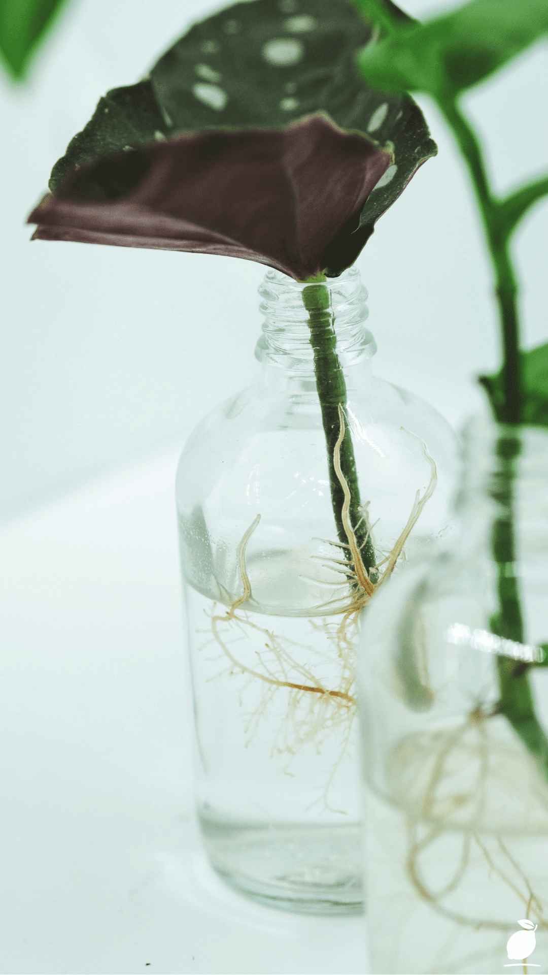 How To Keep Hydroponic Water Clean