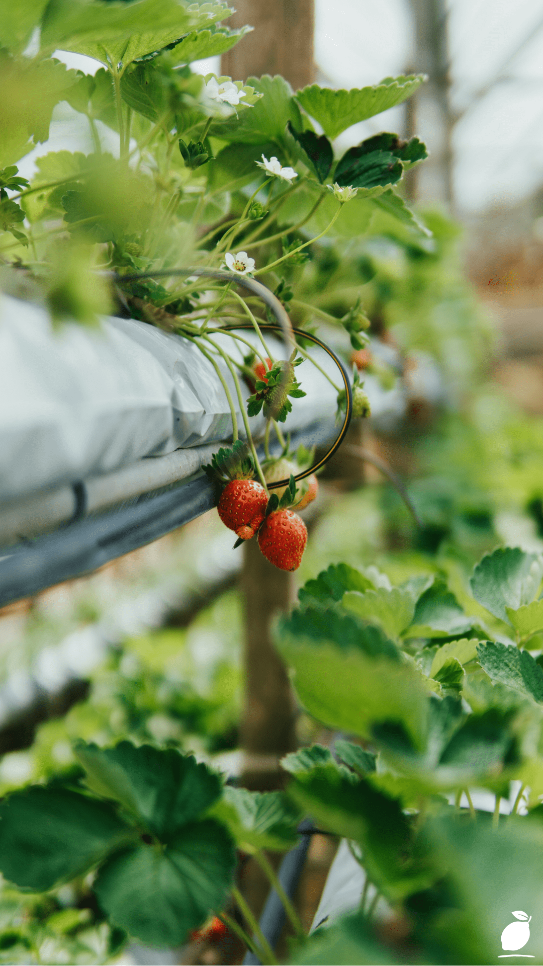 Aquaponics vs Hydroponics (And How To Choose)