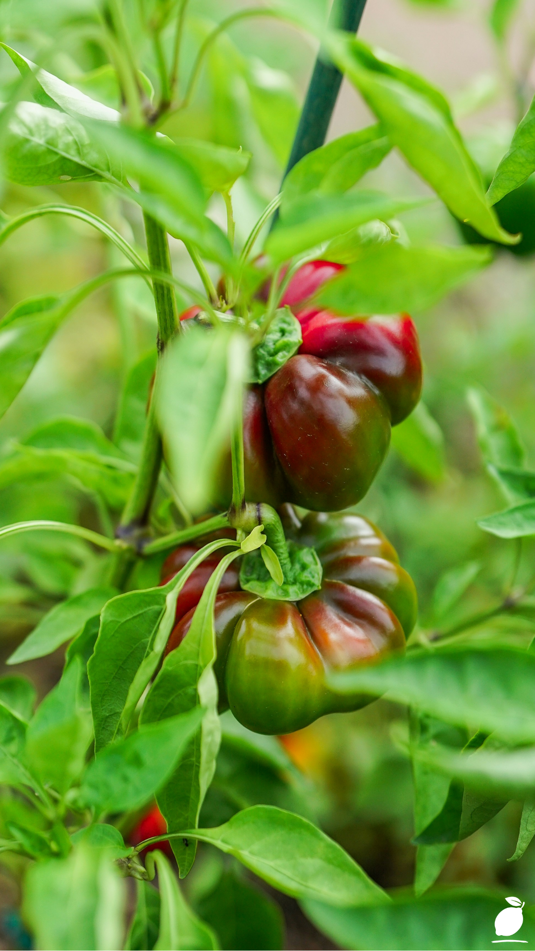 Growing Heirloom Tomatoes: Step-by-Step Guide