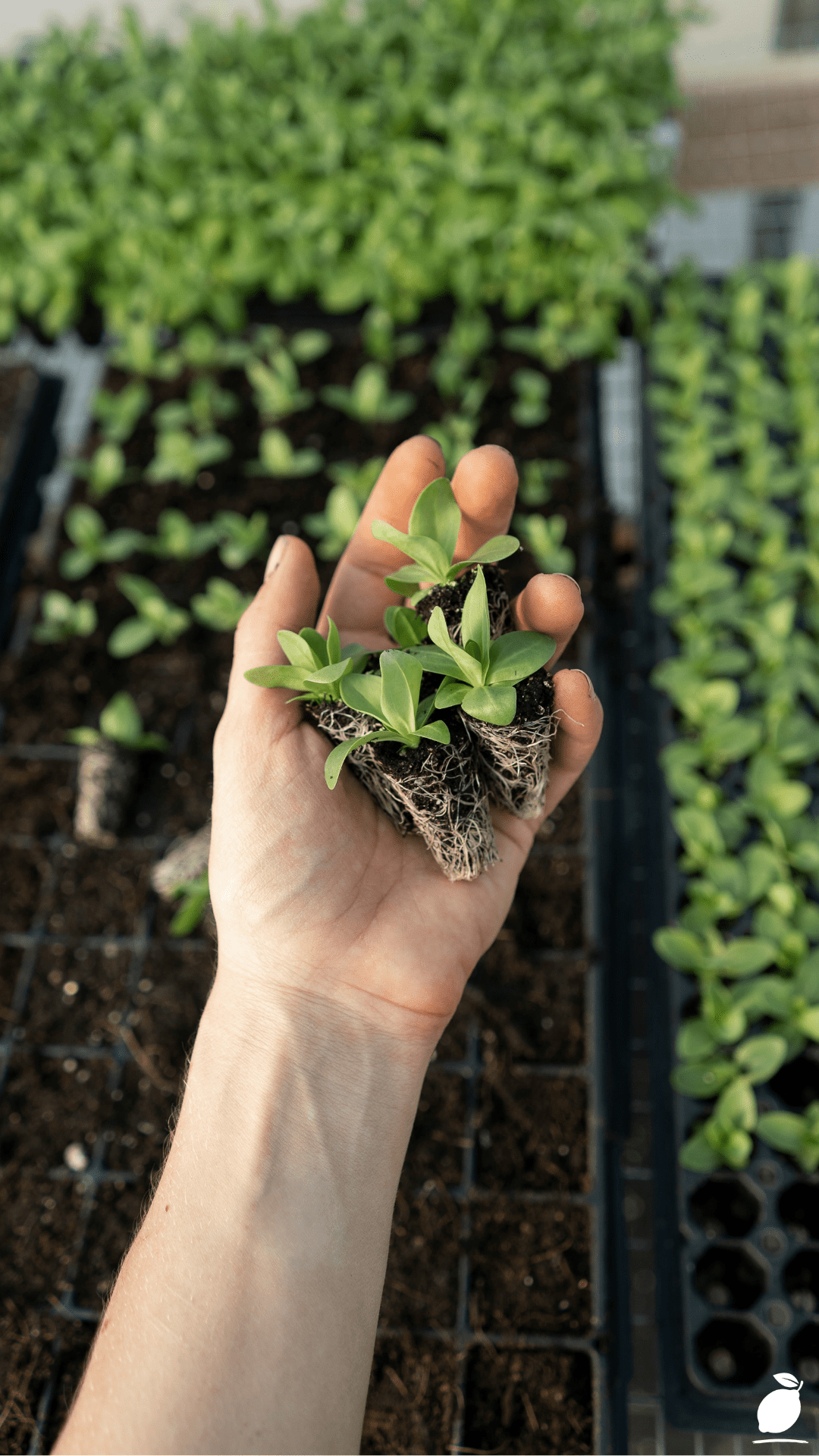 Growing Heirloom Tomatoes: Step-by-Step Guide