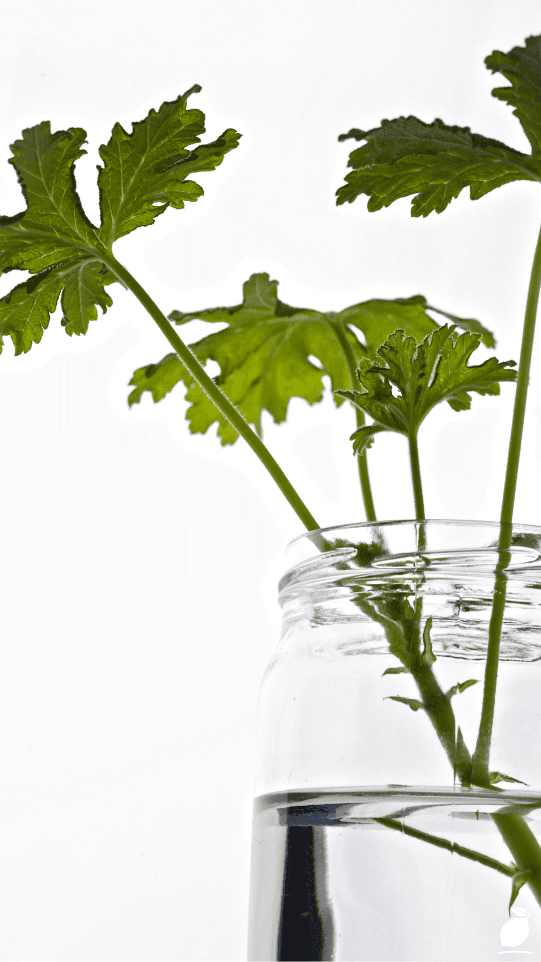 How To Keep Hydroponic Water Clean