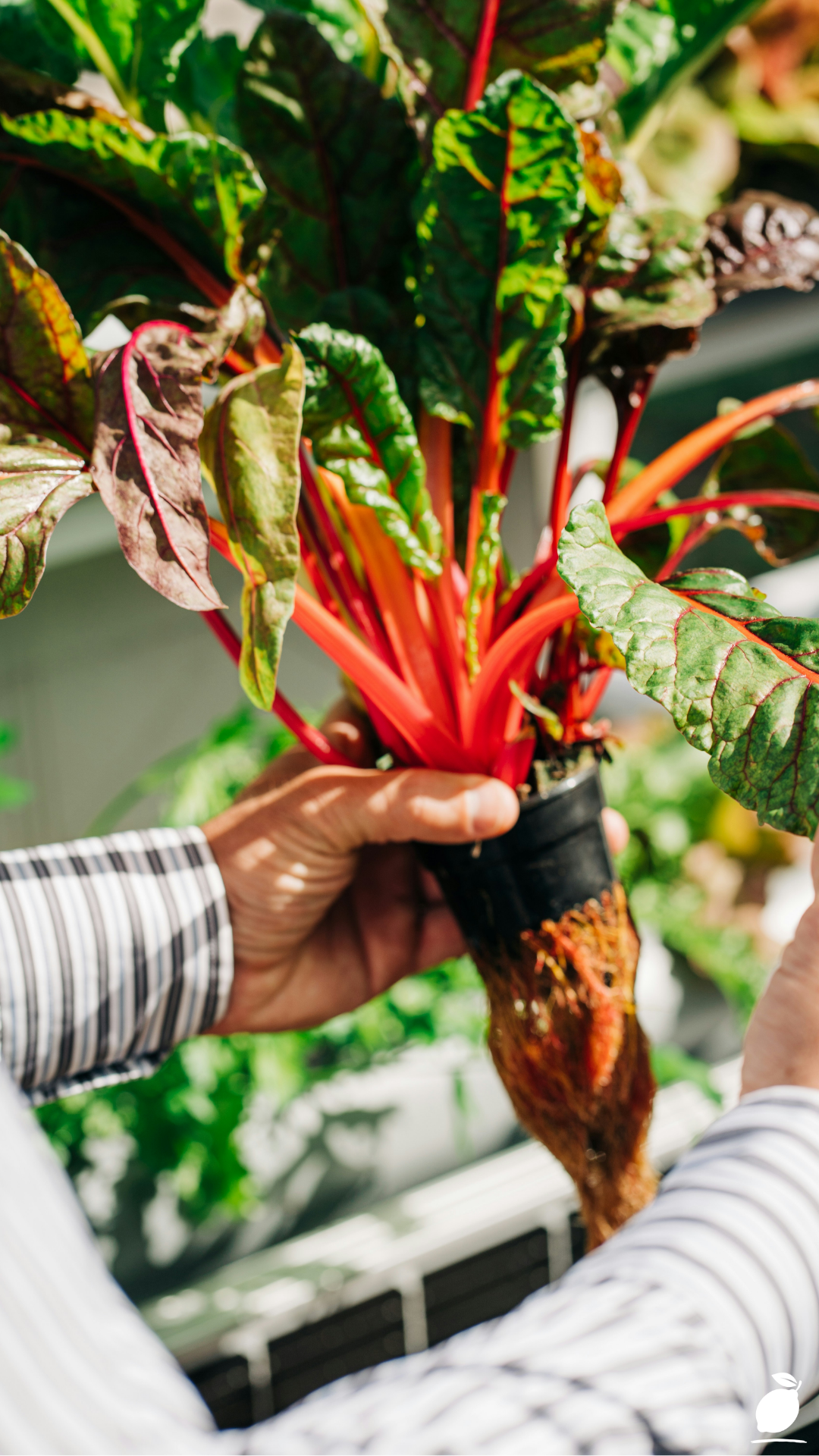 Aquaponics vs Hydroponics (And How To Choose)