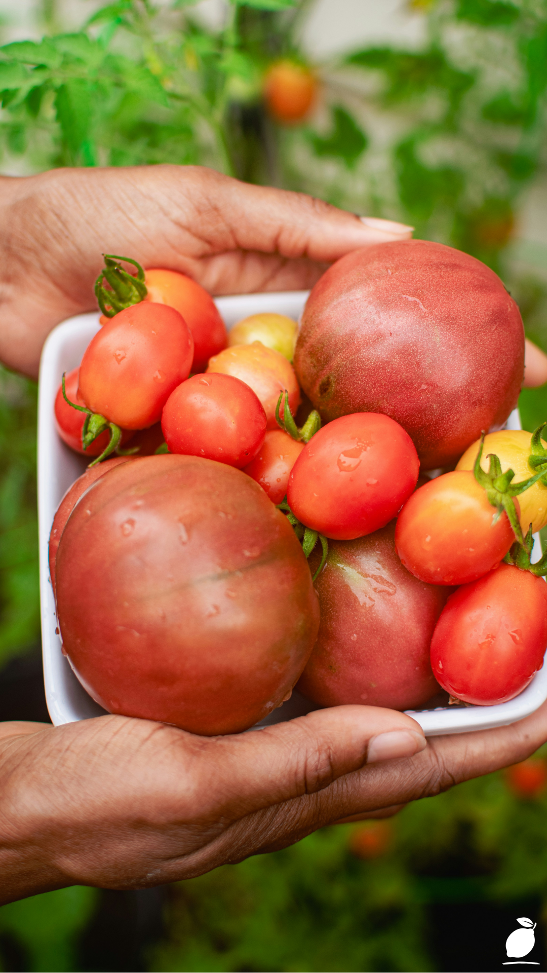 Growing Heirloom Tomatoes: Step-by-Step Guide