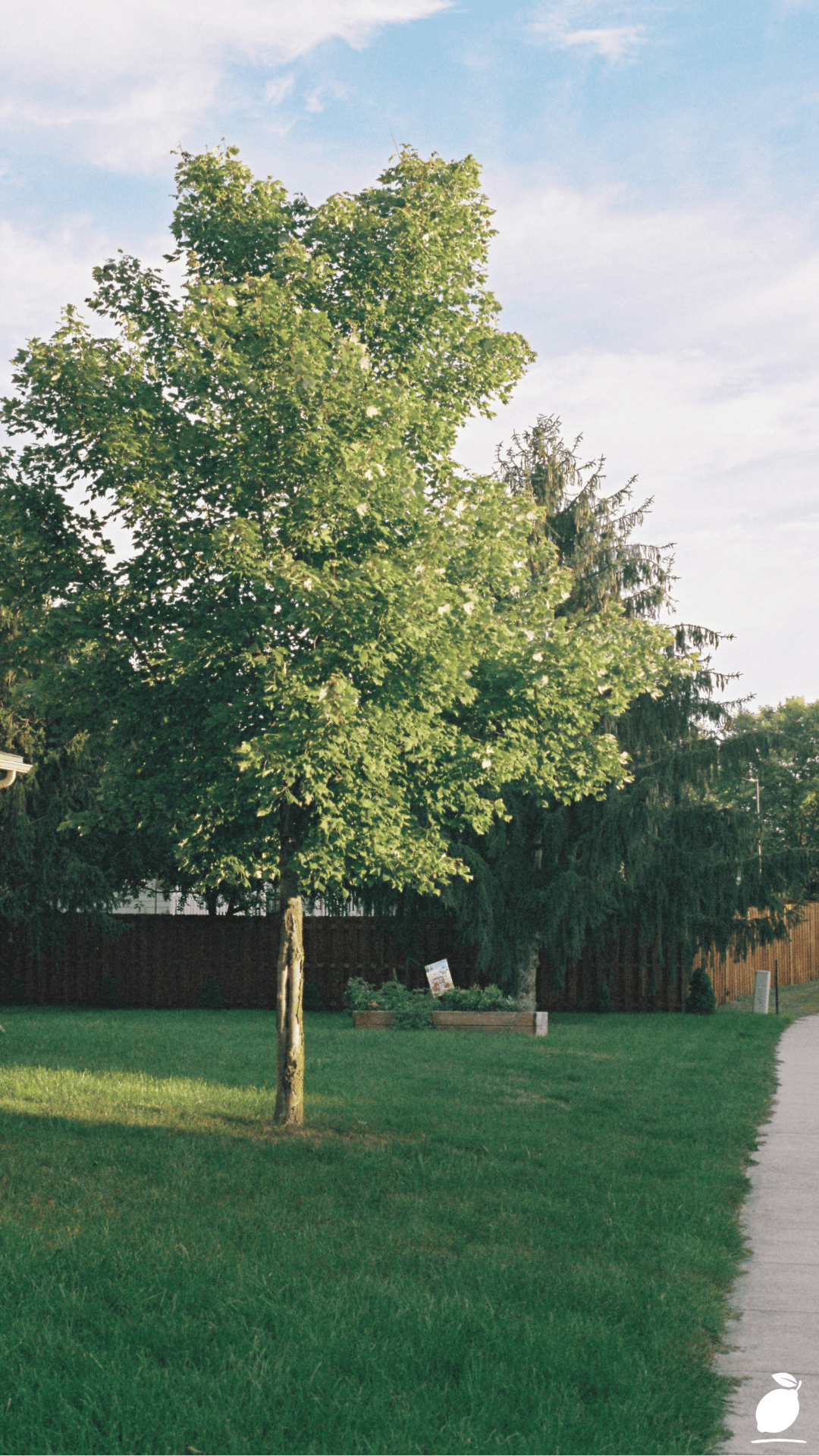I Fixed My Yard with Backyard Grass Ideas