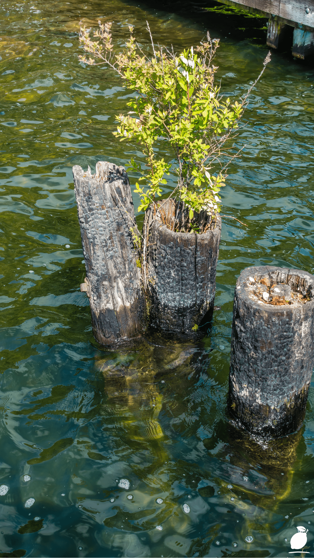 I Used Outdoor Front Yard Tree Stump Ideas