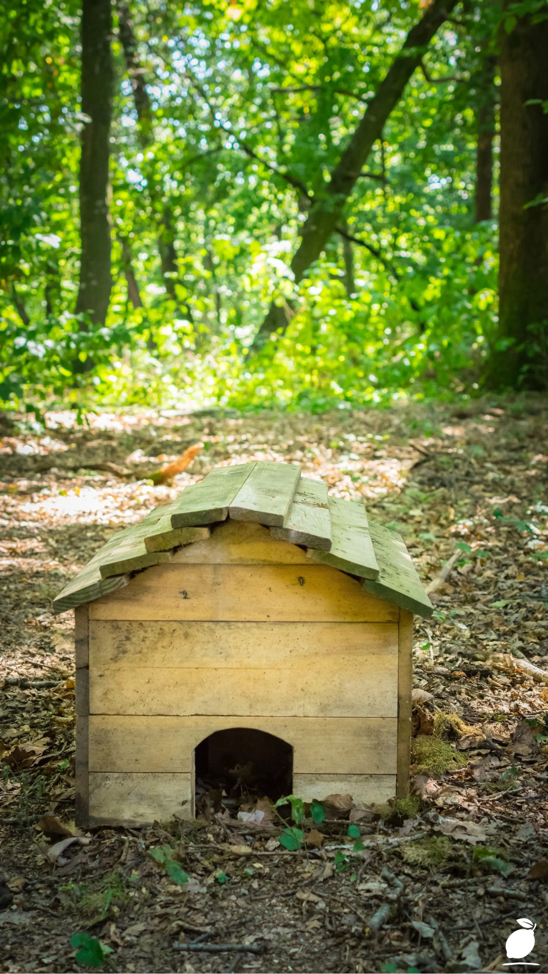 I Built a Backyard Coop with DIY Duck House Ideas