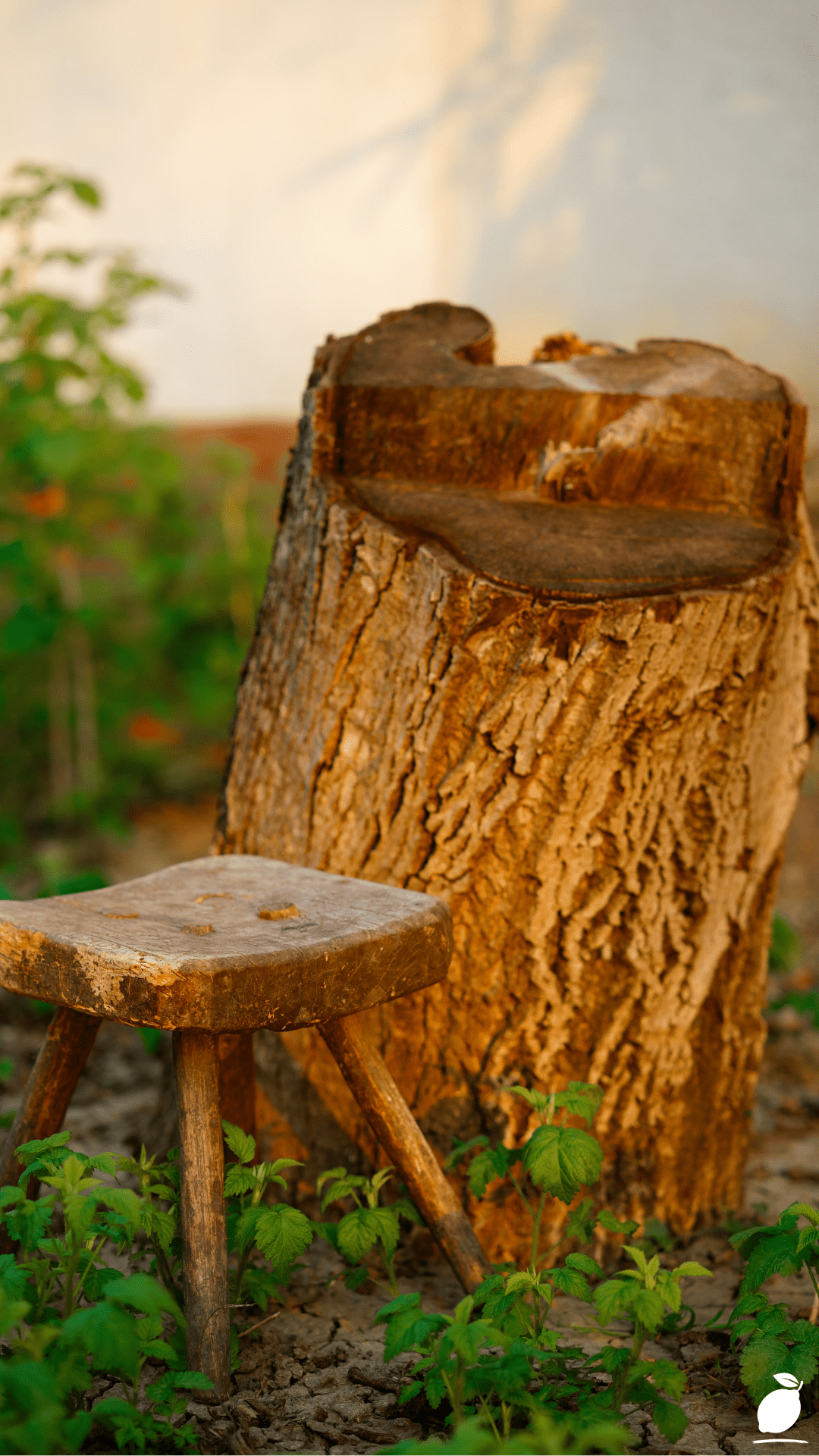I Used Outdoor Front Yard Tree Stump Ideas