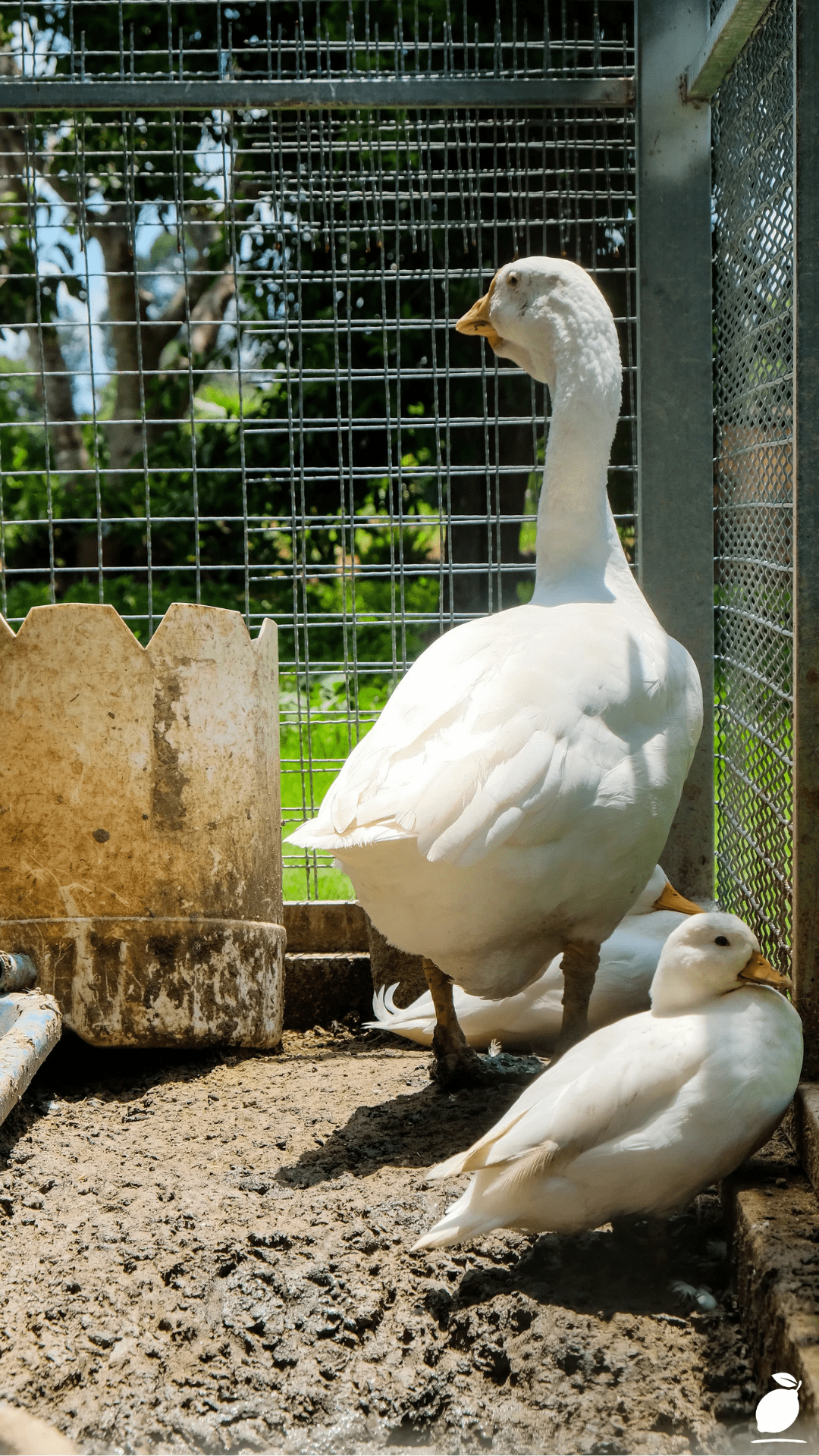 I Built a Backyard Coop with DIY Duck House Ideas