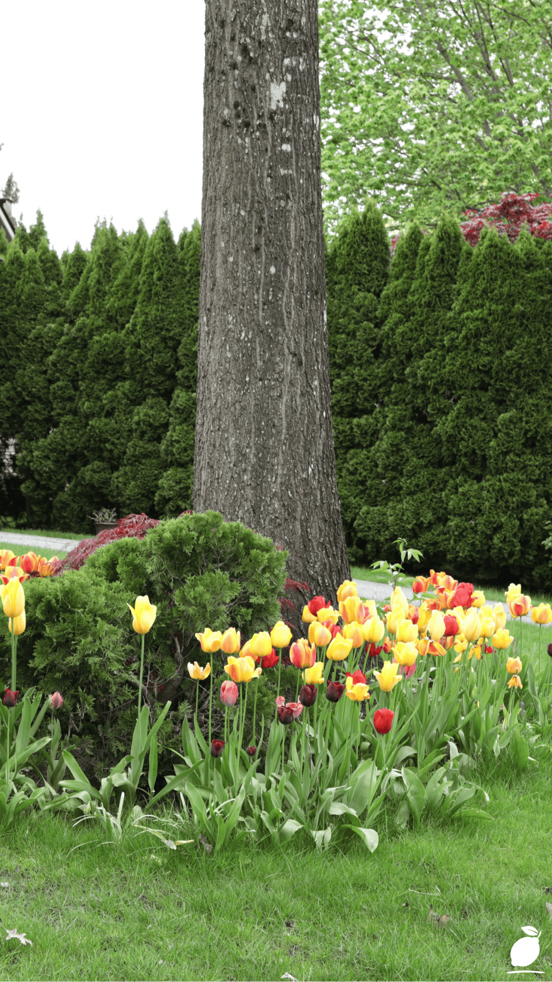 I Upgraded My Lawn with Evergreen Front Yard Landscaping Ideas