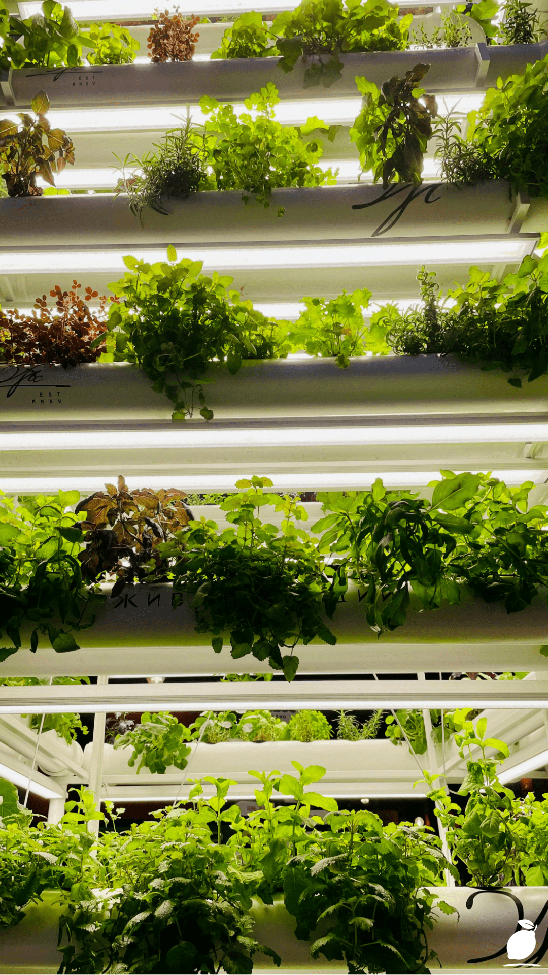 How I Turned My Wall with a Vertical Herb Garden
