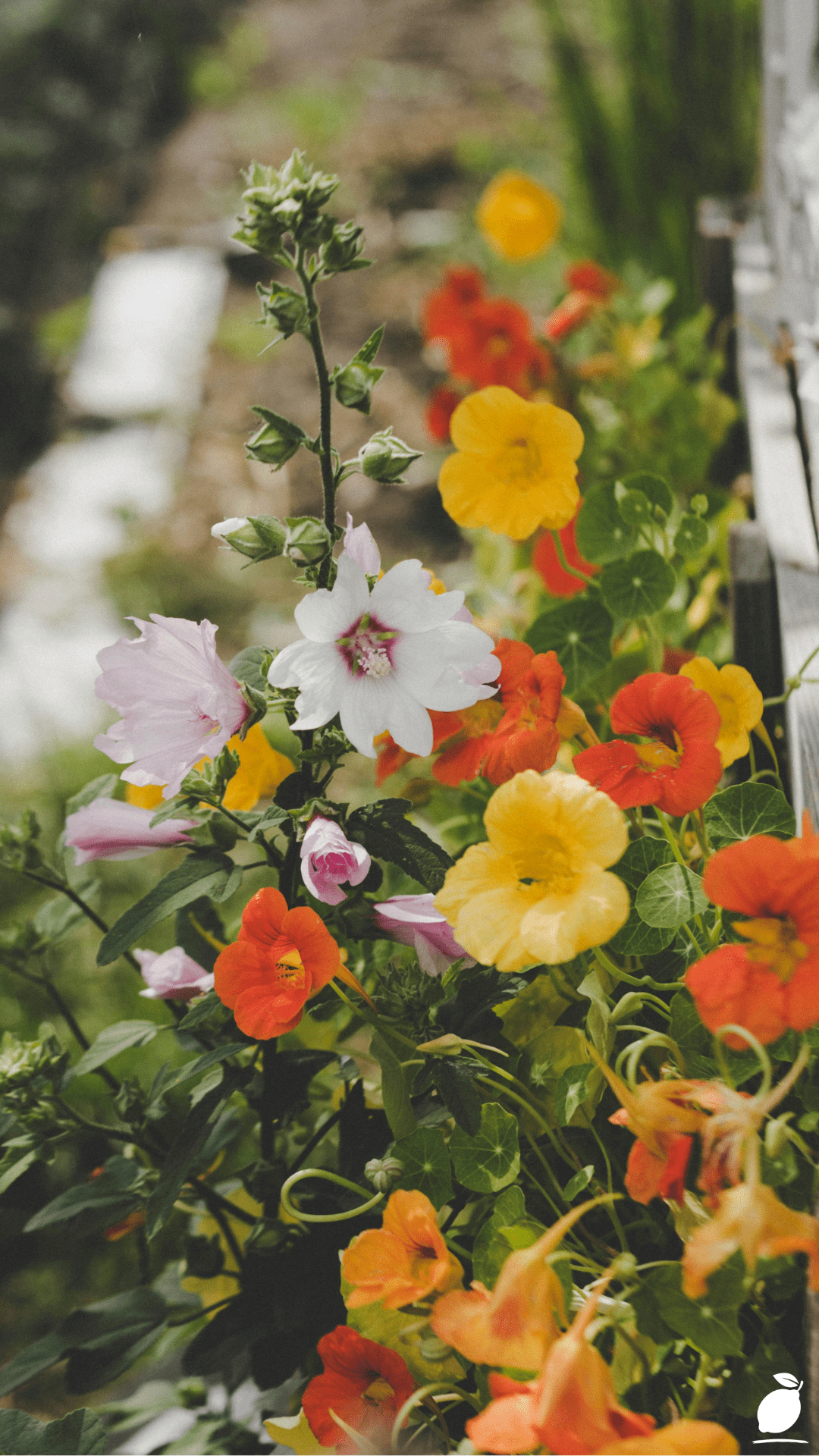 I Used Flower Garden Ideas to Create my Outdoor Space