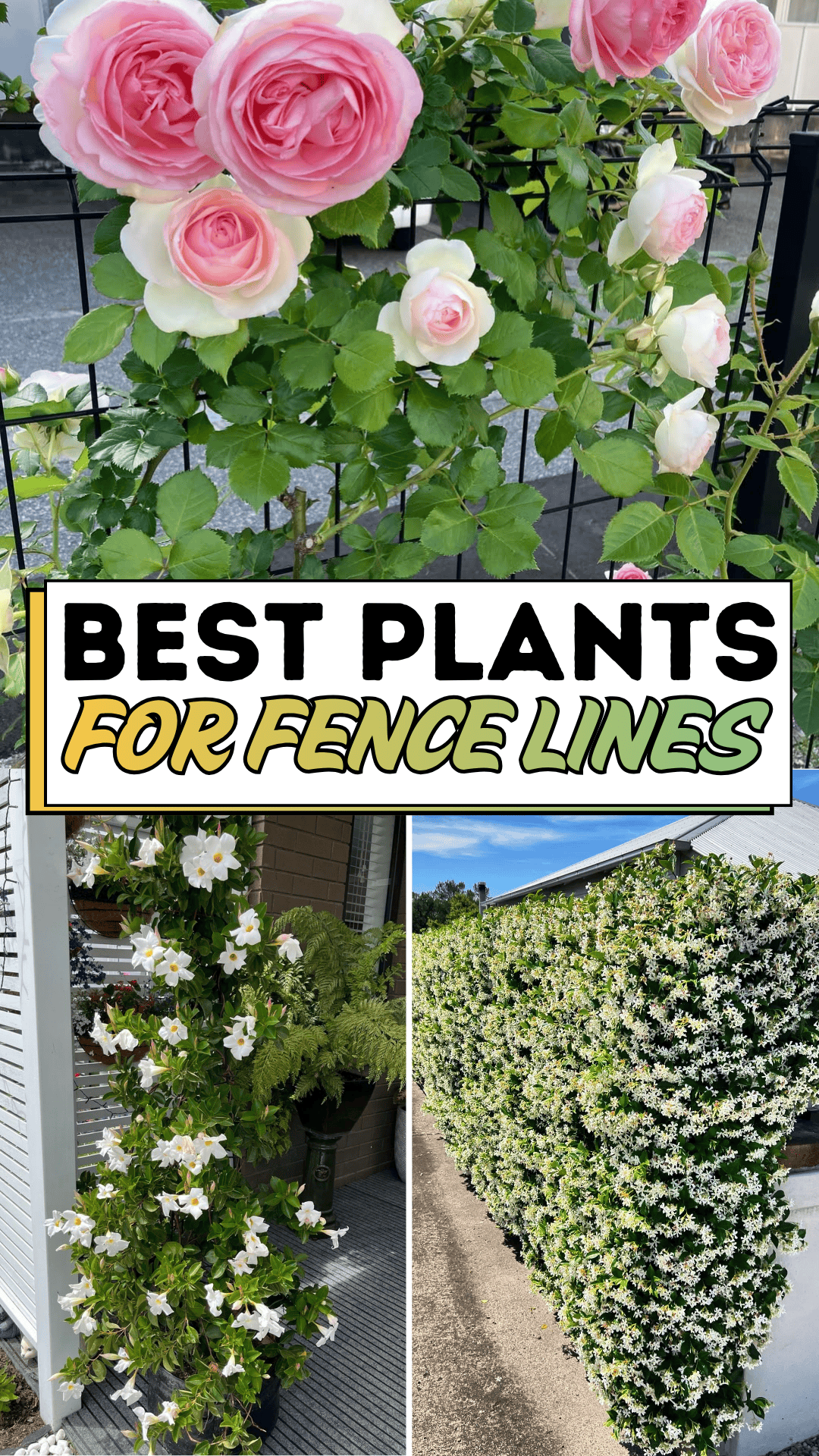 Best Plants for Fence Lines
