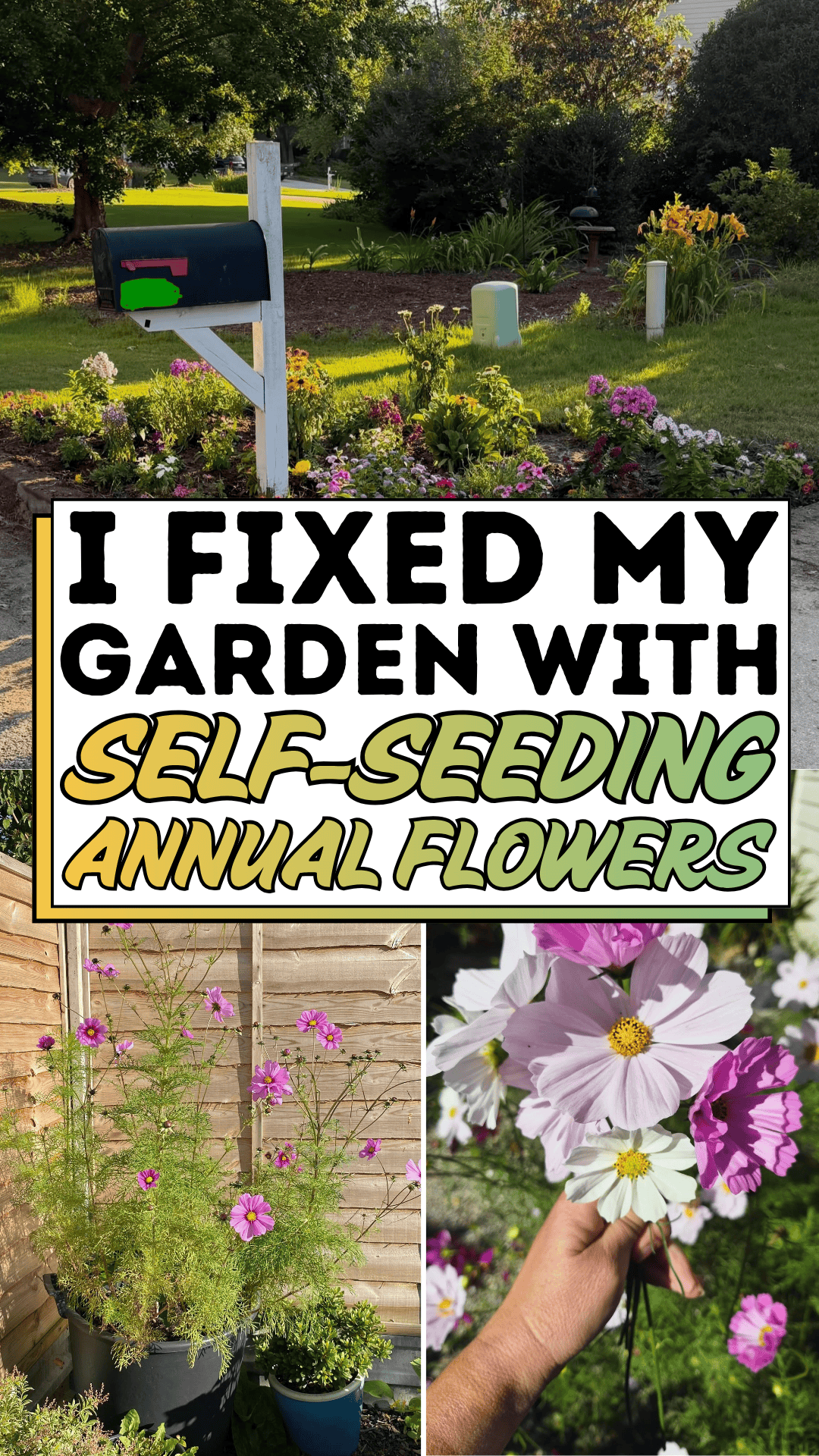 I Fixed My Garden with Self-Seeding Annual Flowers