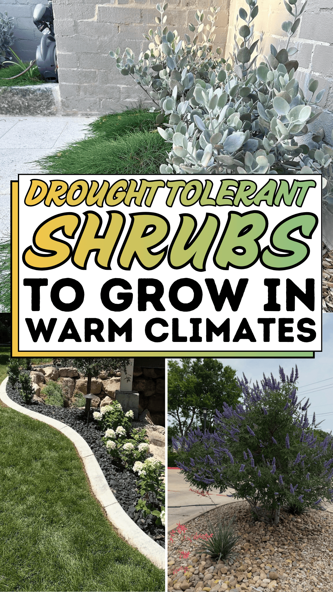 Drought Tolerant Shrubs to Grow in Warm Climates
