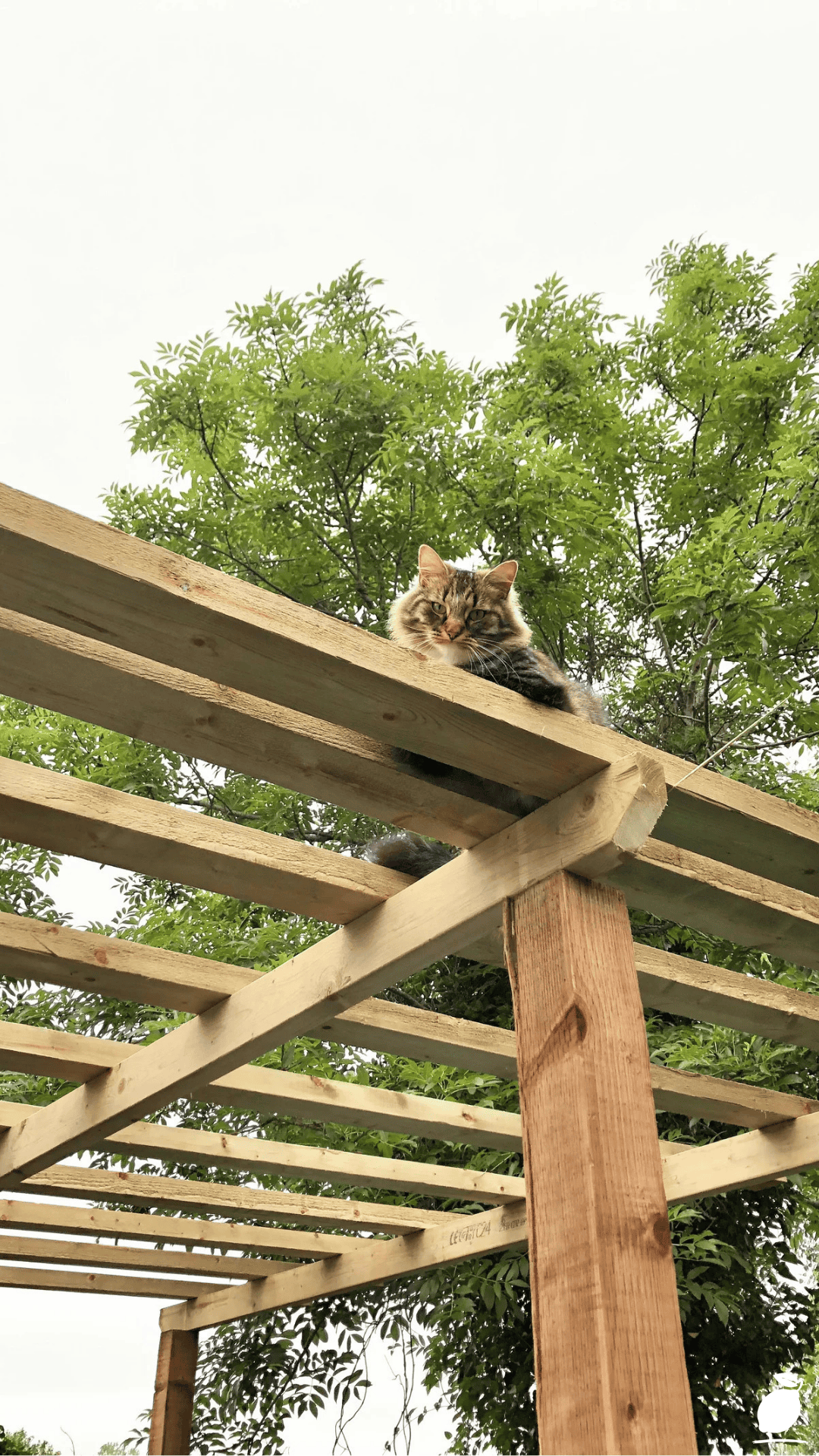 I Upgraded My Lawn with Hot Tub Pergola Ideas