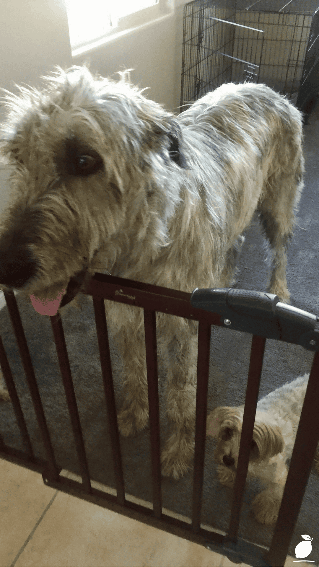 I Fixed My Yard with DIY Dog Fence Ideas