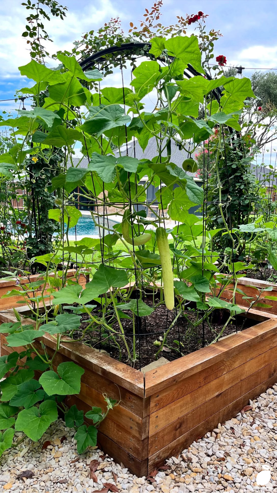 I Upgraded My Patio with Vegetables Container Gardening Ideas
