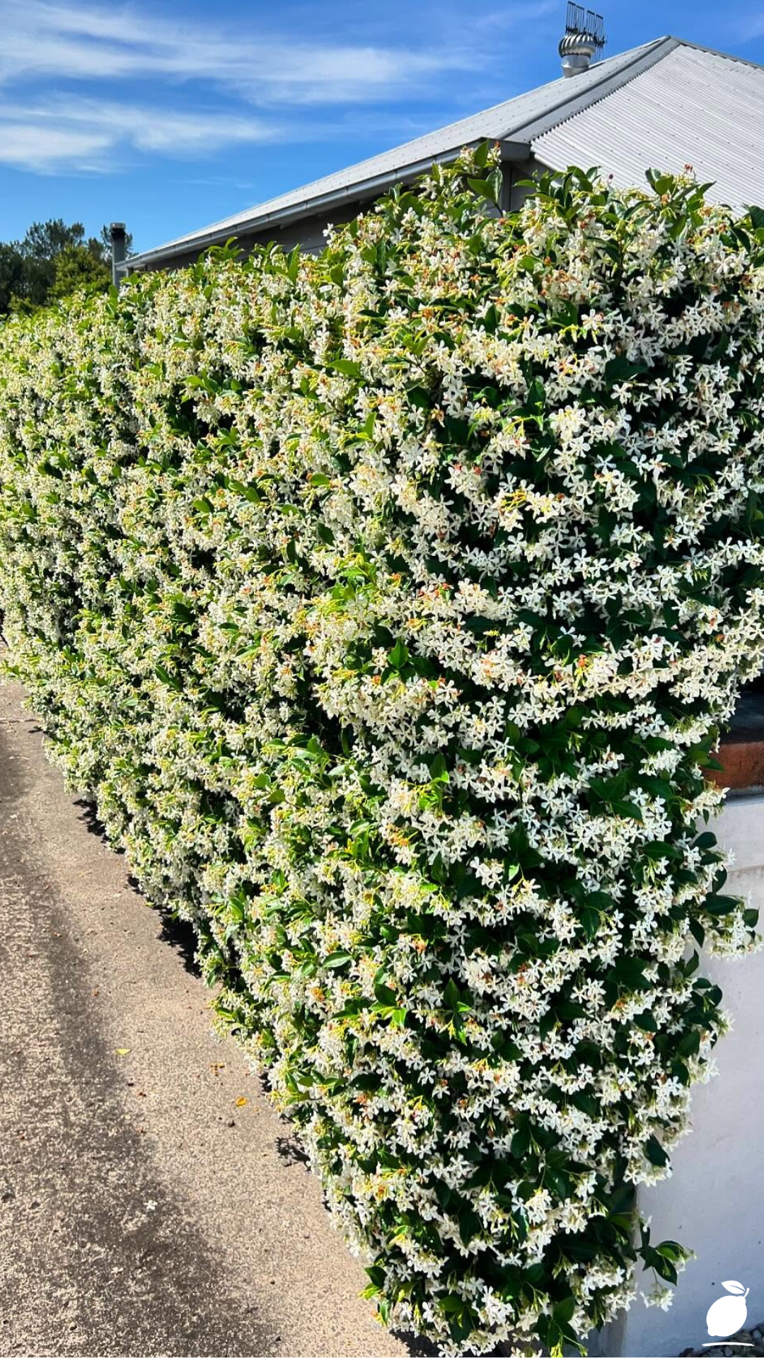 Best Plants for Fence Lines