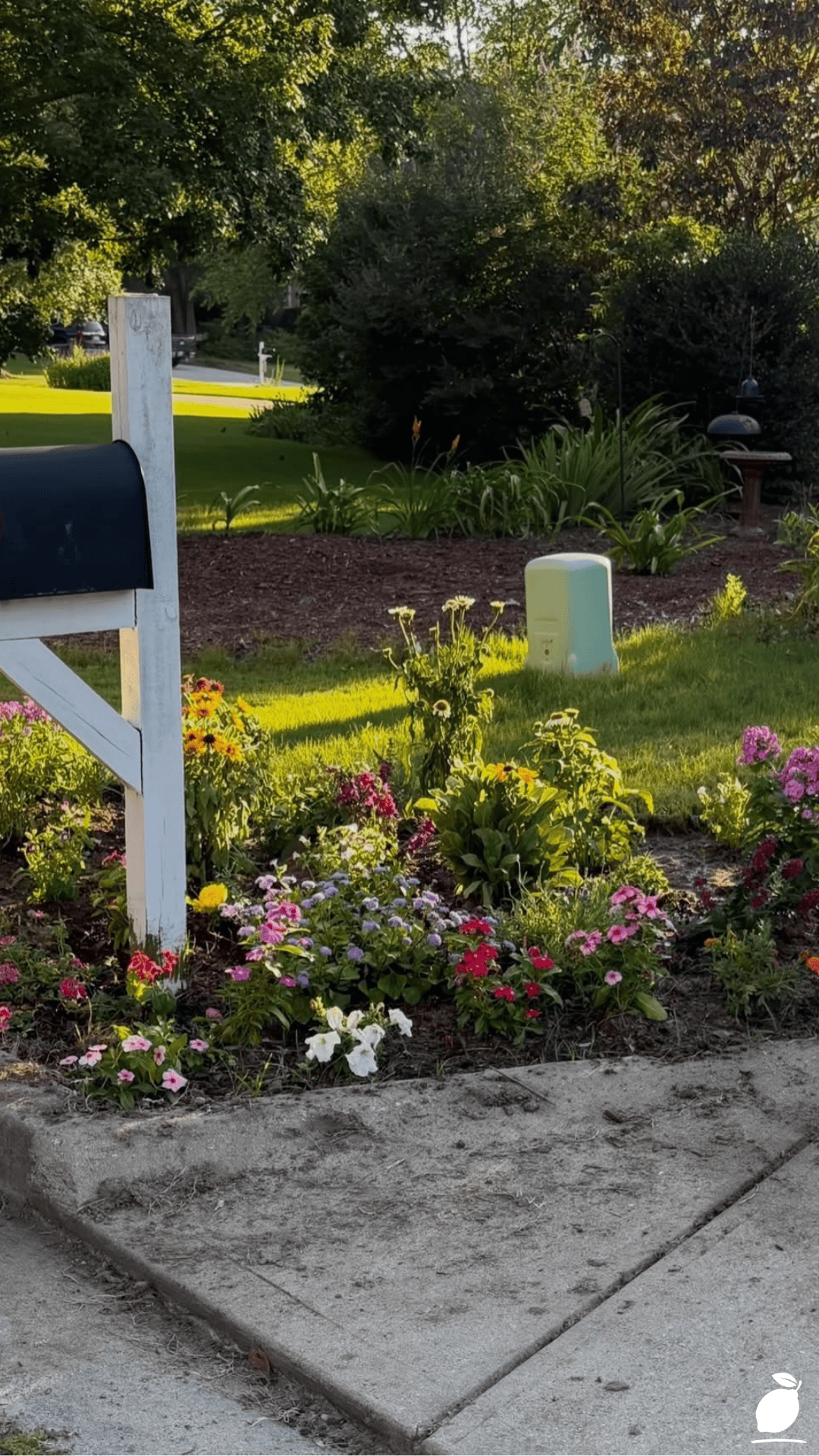 I Fixed My Garden with Self-Seeding Annual Flowers