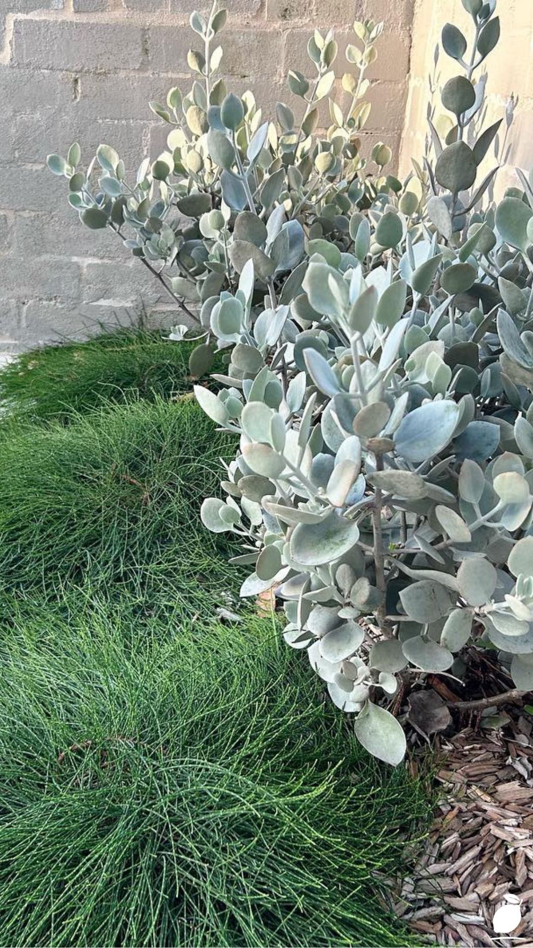 Drought Tolerant Shrubs to Grow in Warm Climates