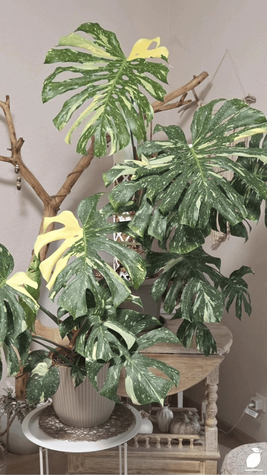 I Fixed My Living Room with Monstera Trellis Ideas
