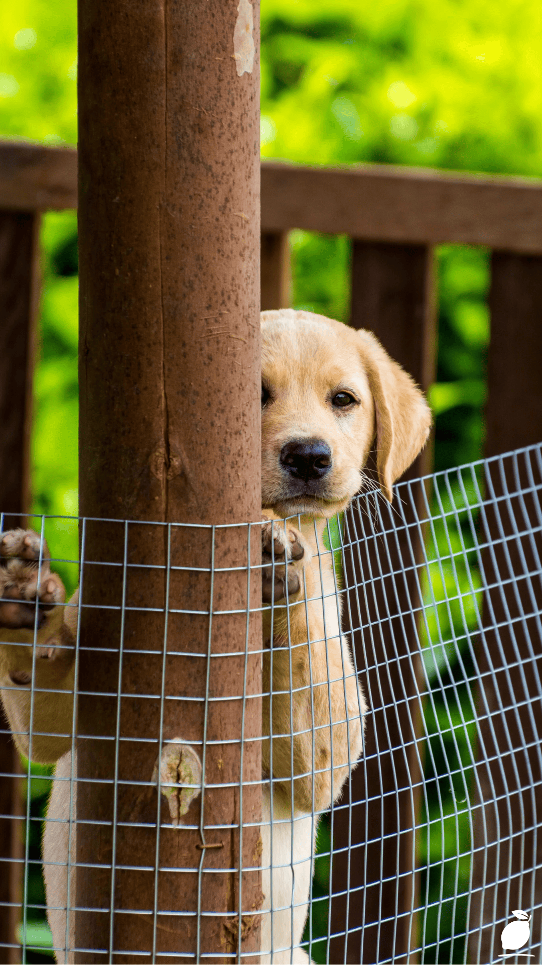 I Fixed My Yard with DIY Dog Fence Ideas