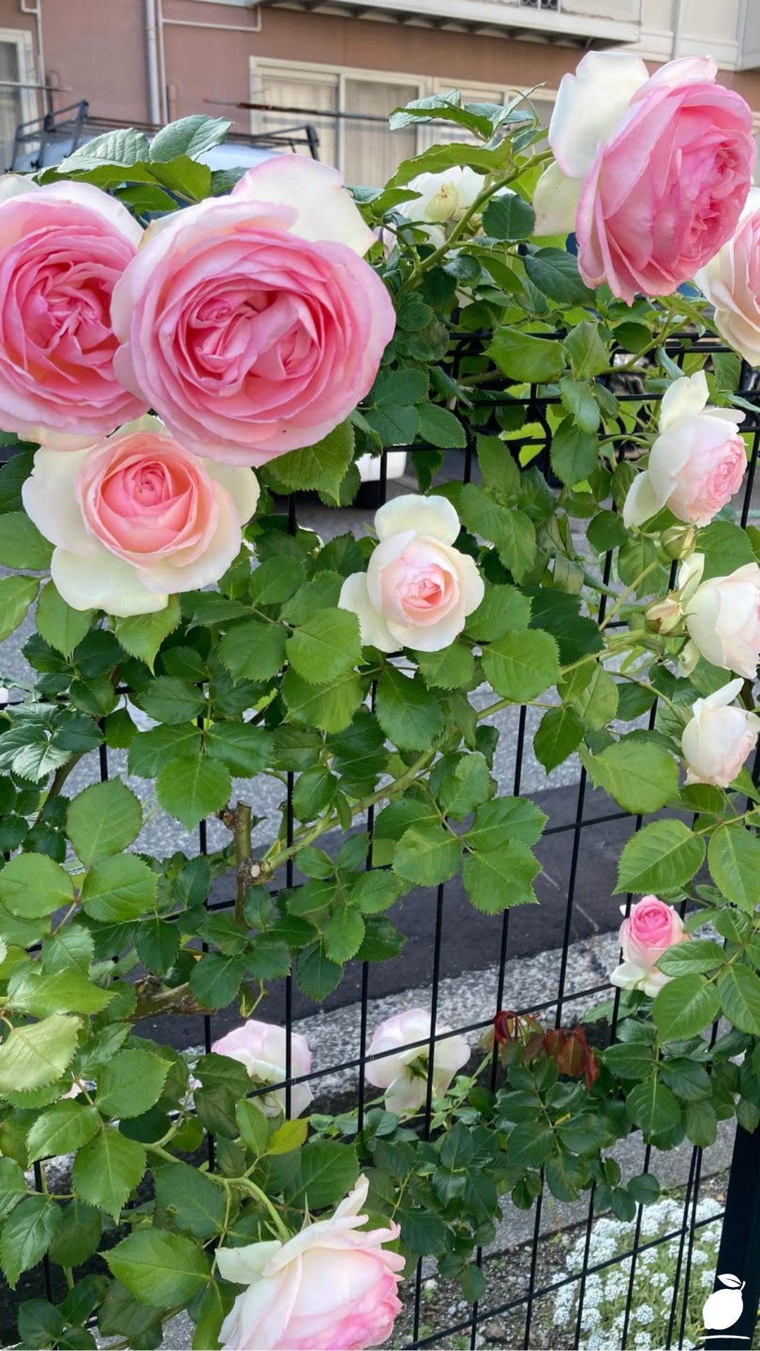 Best Plants for Fence Lines