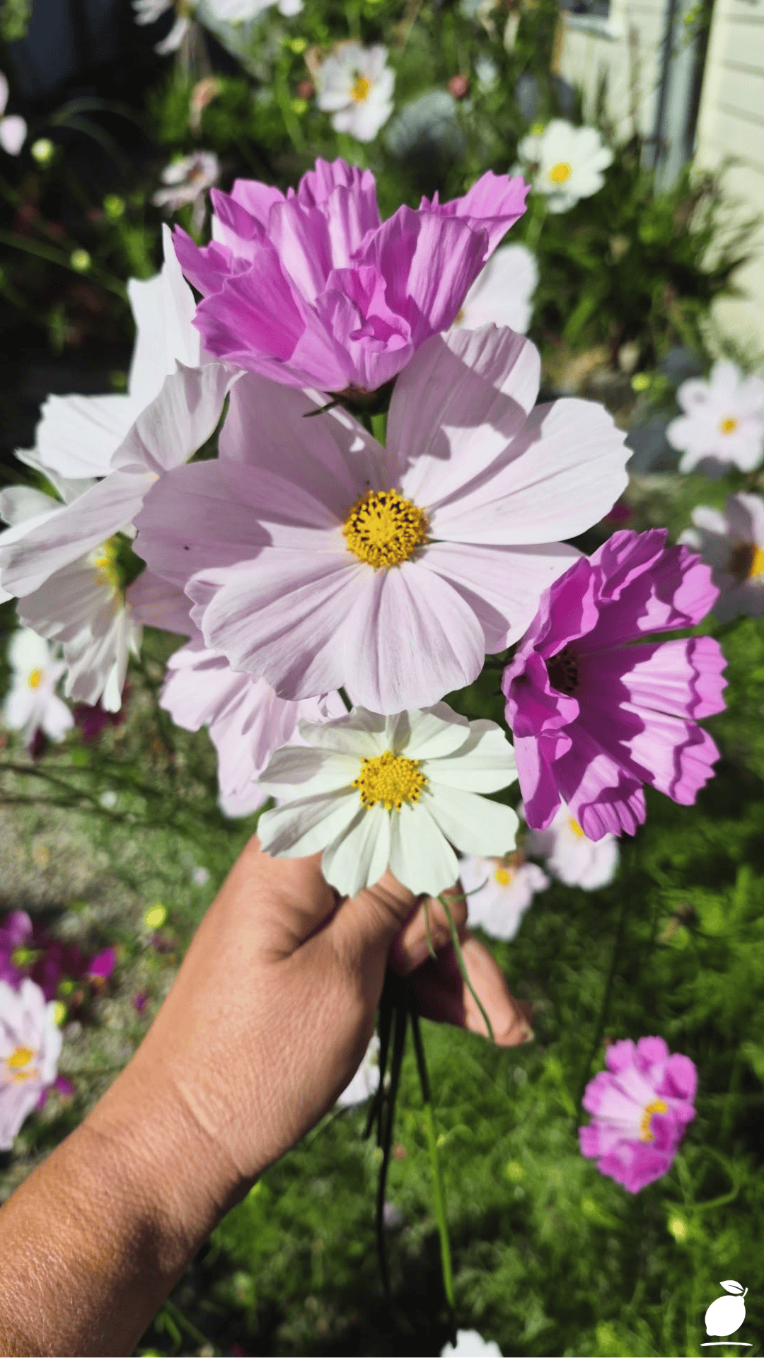 I Fixed My Garden with Self-Seeding Annual Flowers