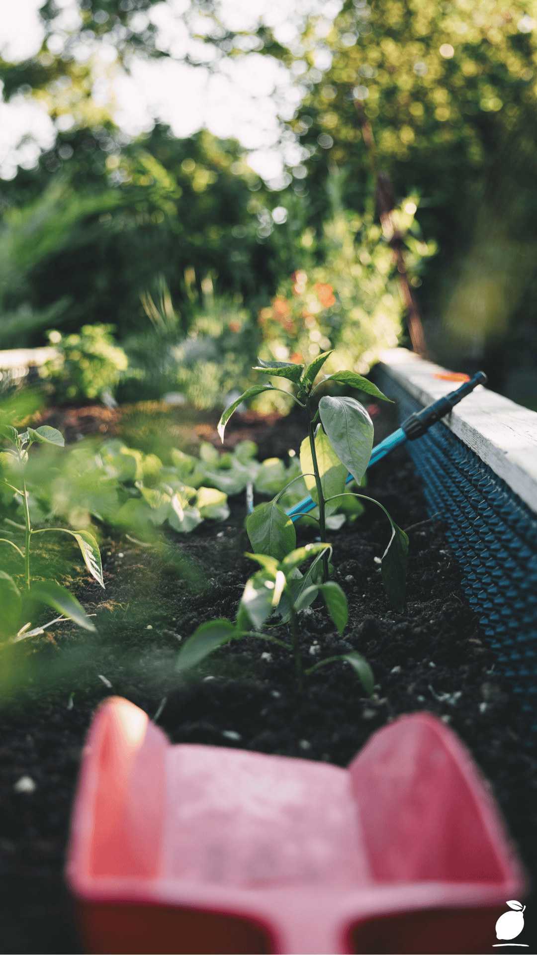 I Upgraded My Yard with Perennials for a Weed-Free Garden