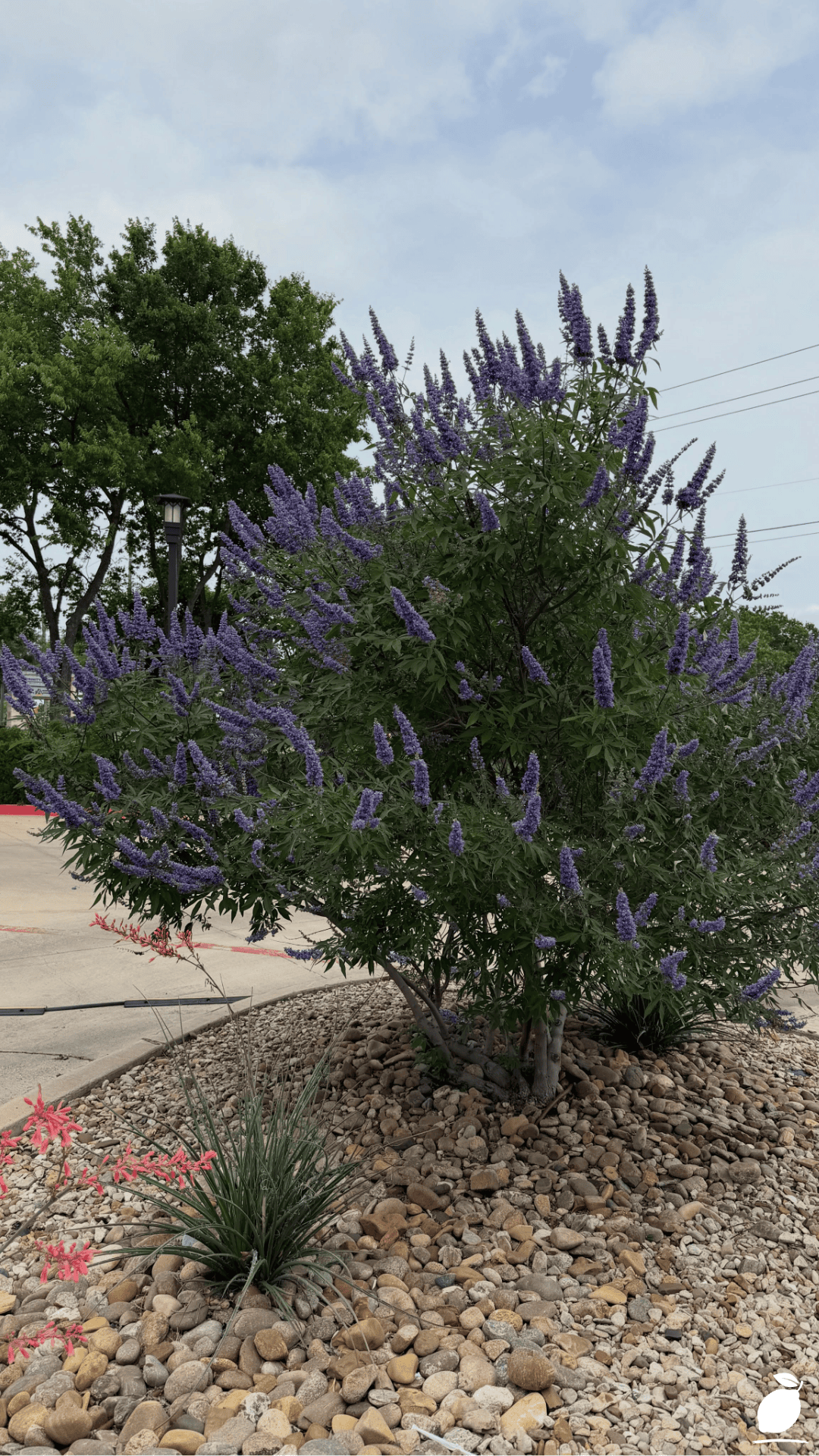 Drought Tolerant Shrubs to Grow in Warm Climates