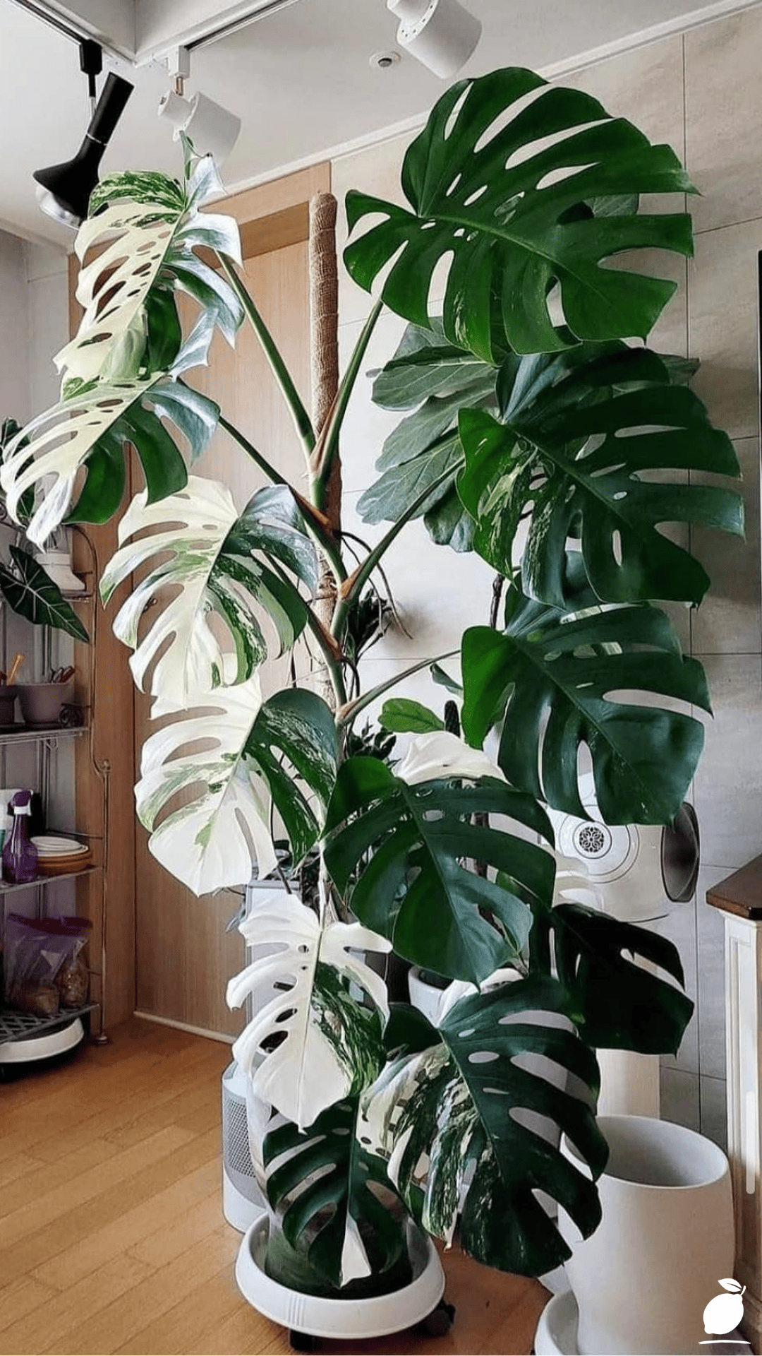 I Fixed My Living Room with Monstera Trellis Ideas