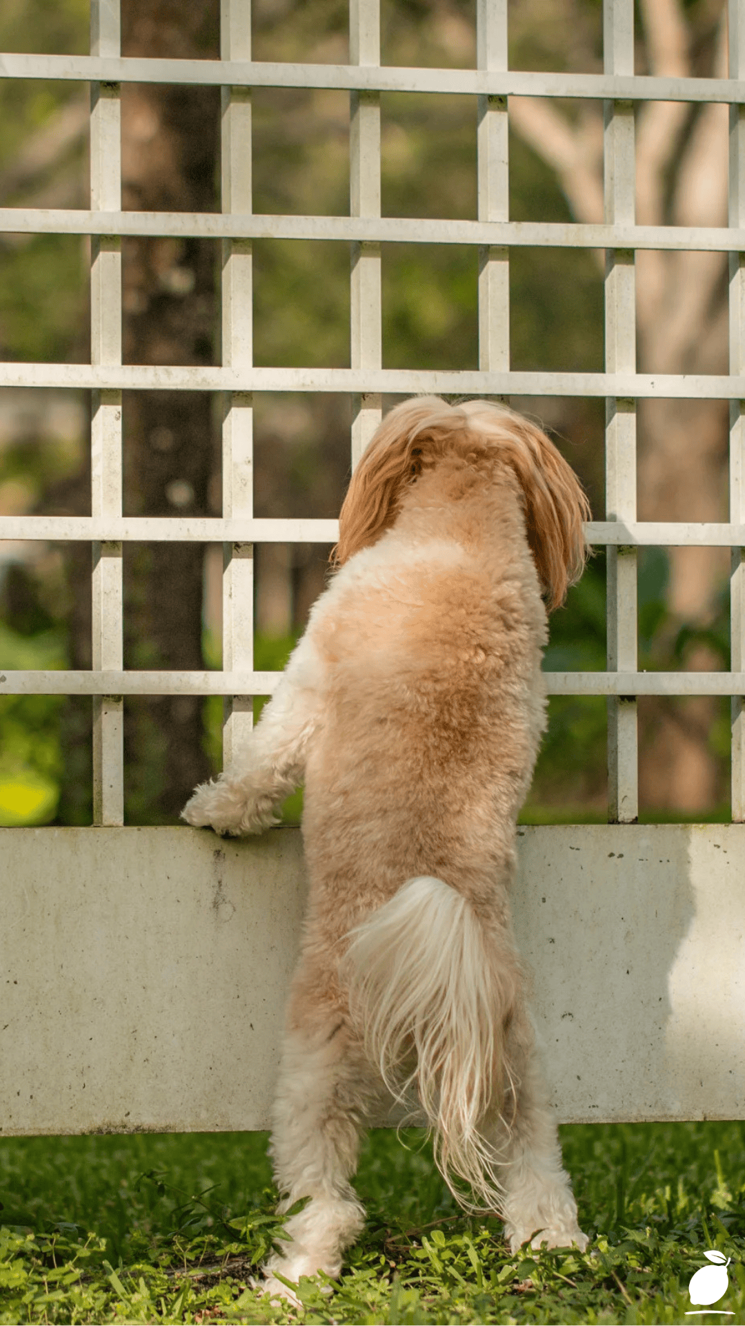 I Fixed My Yard with DIY Dog Fence Ideas