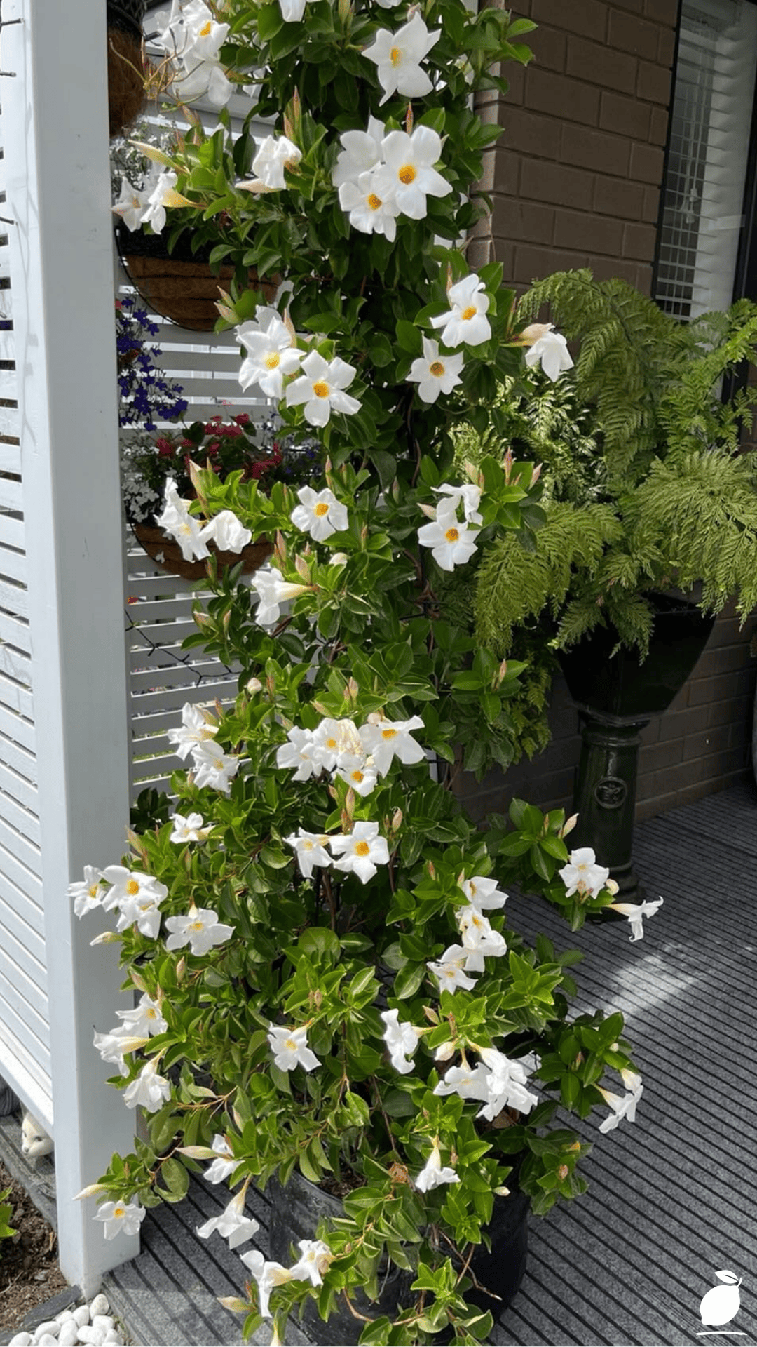 Best Plants for Fence Lines
