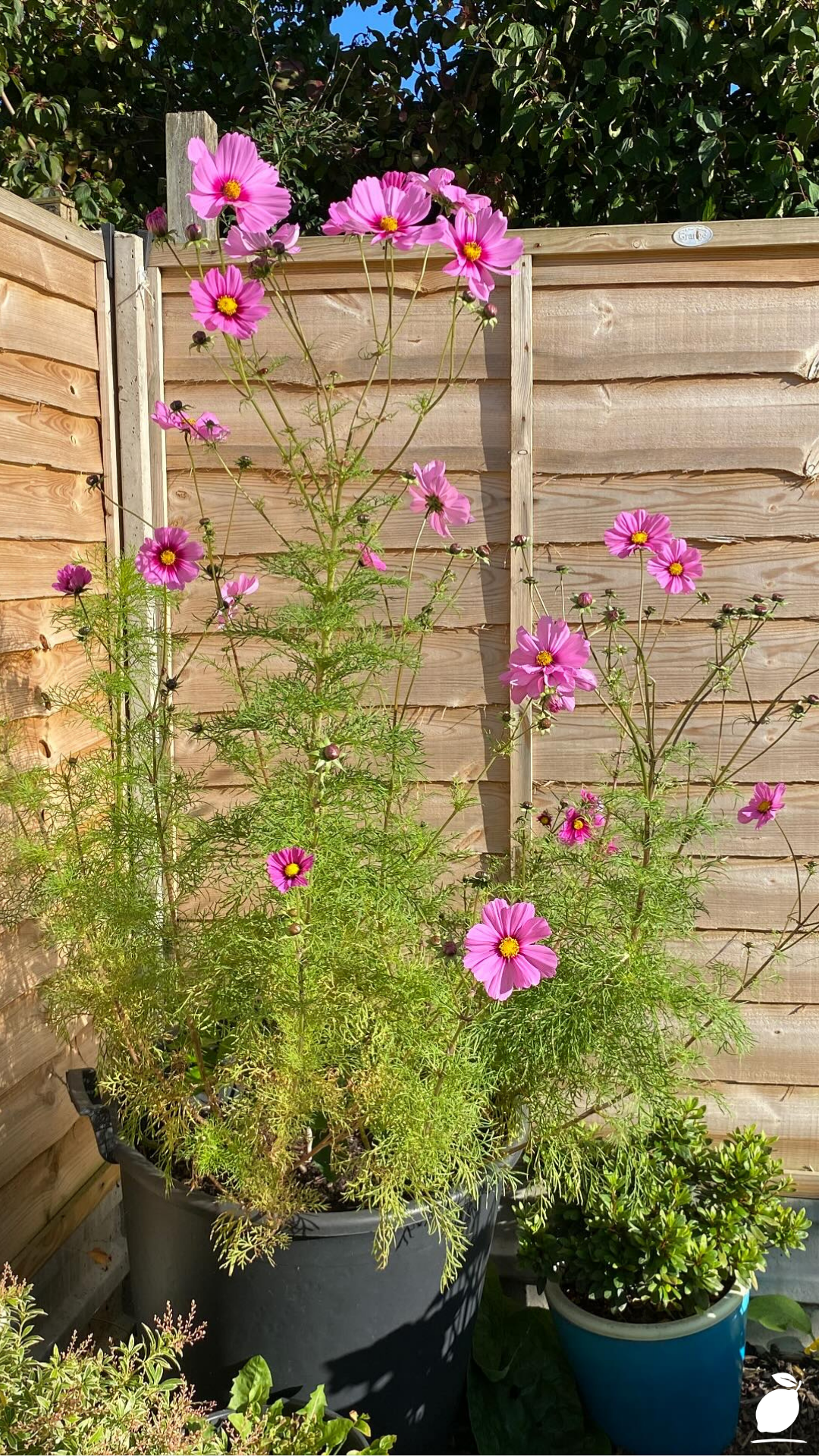 I Fixed My Garden with Self-Seeding Annual Flowers