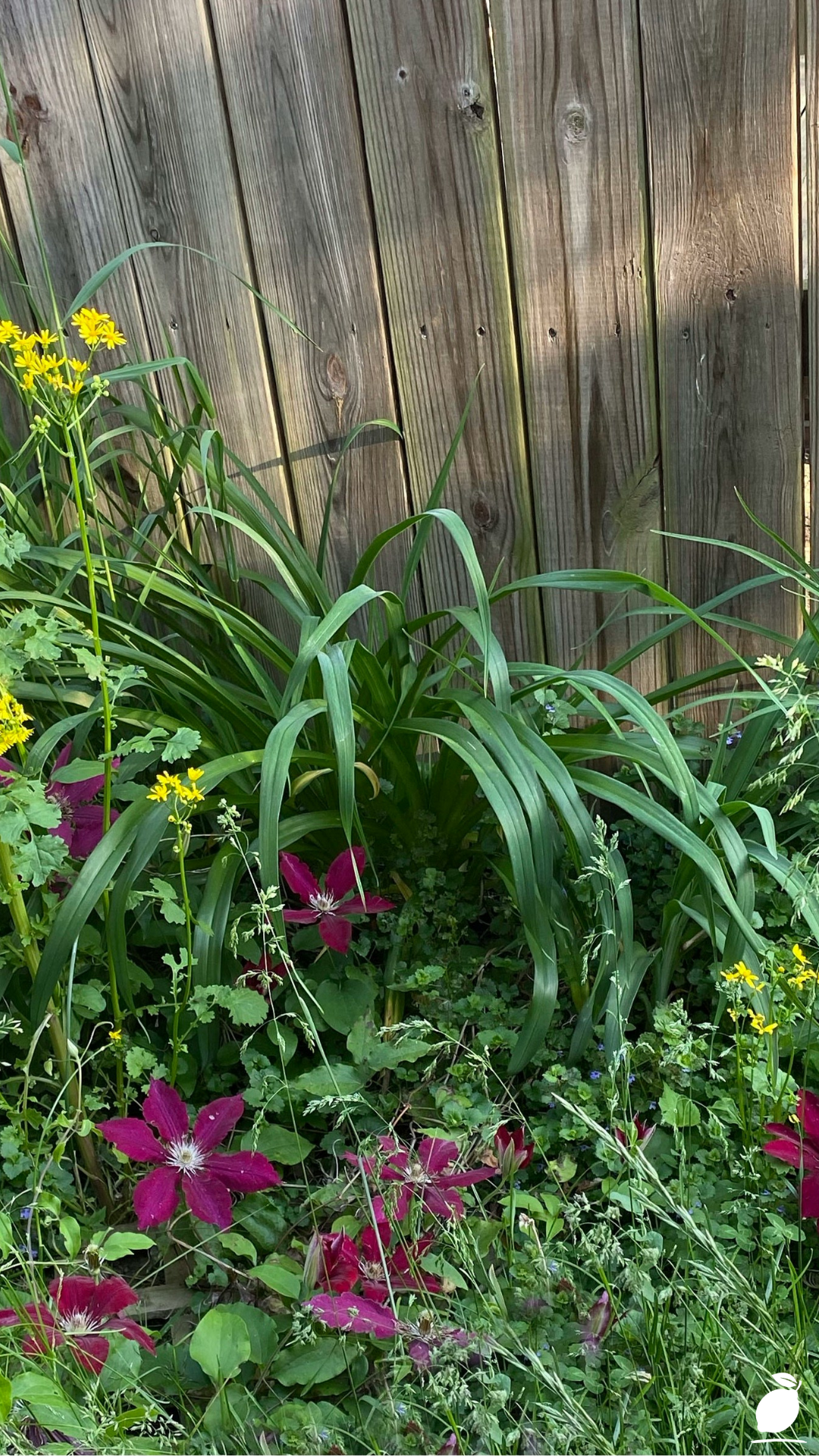 I Upgraded My Yard with Perennials for a Weed-Free Garden