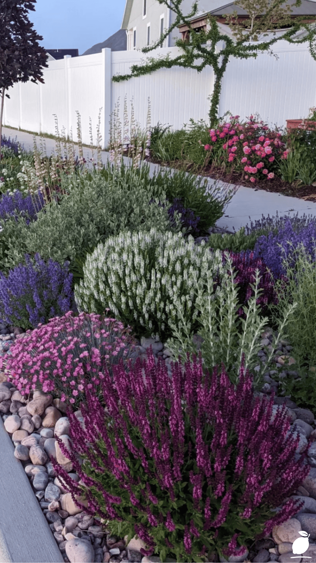 Low-Water Perennials for Your Yard and Garden