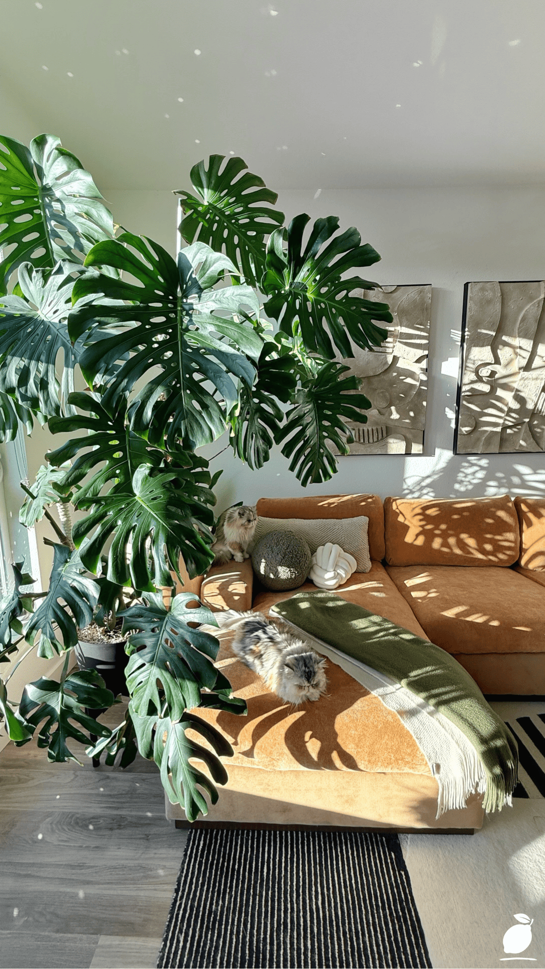 I Fixed My Living Room with Monstera Trellis Ideas