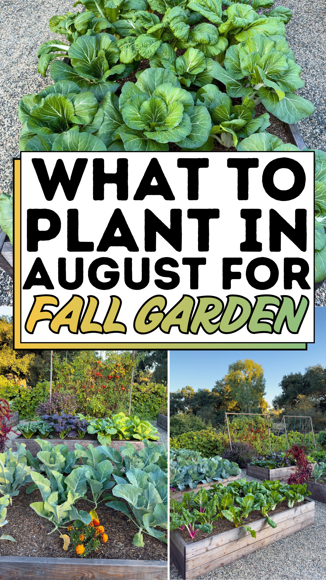 What to Plant in August for Fall Garden
