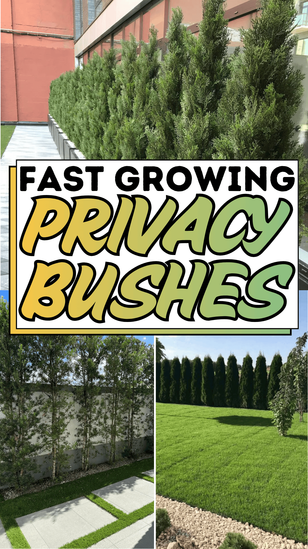 Fast-Growing Privacy Bushes